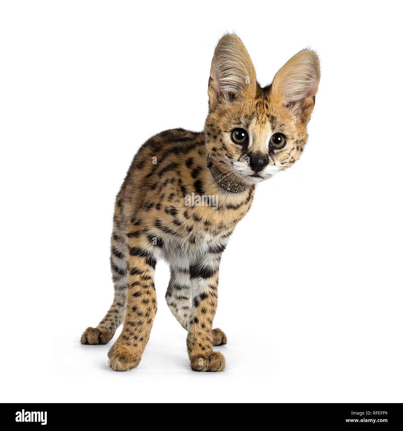 serval cat kitten