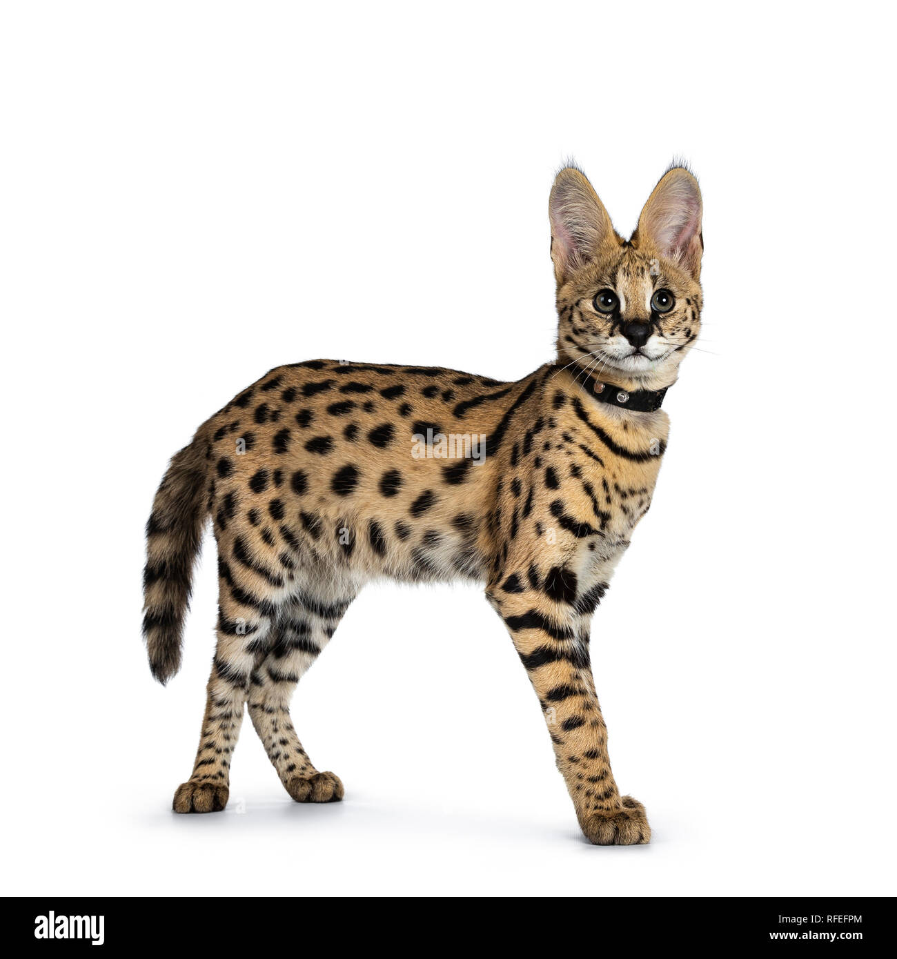 Cute 6 months young Serval cat kitten standing walking side ways