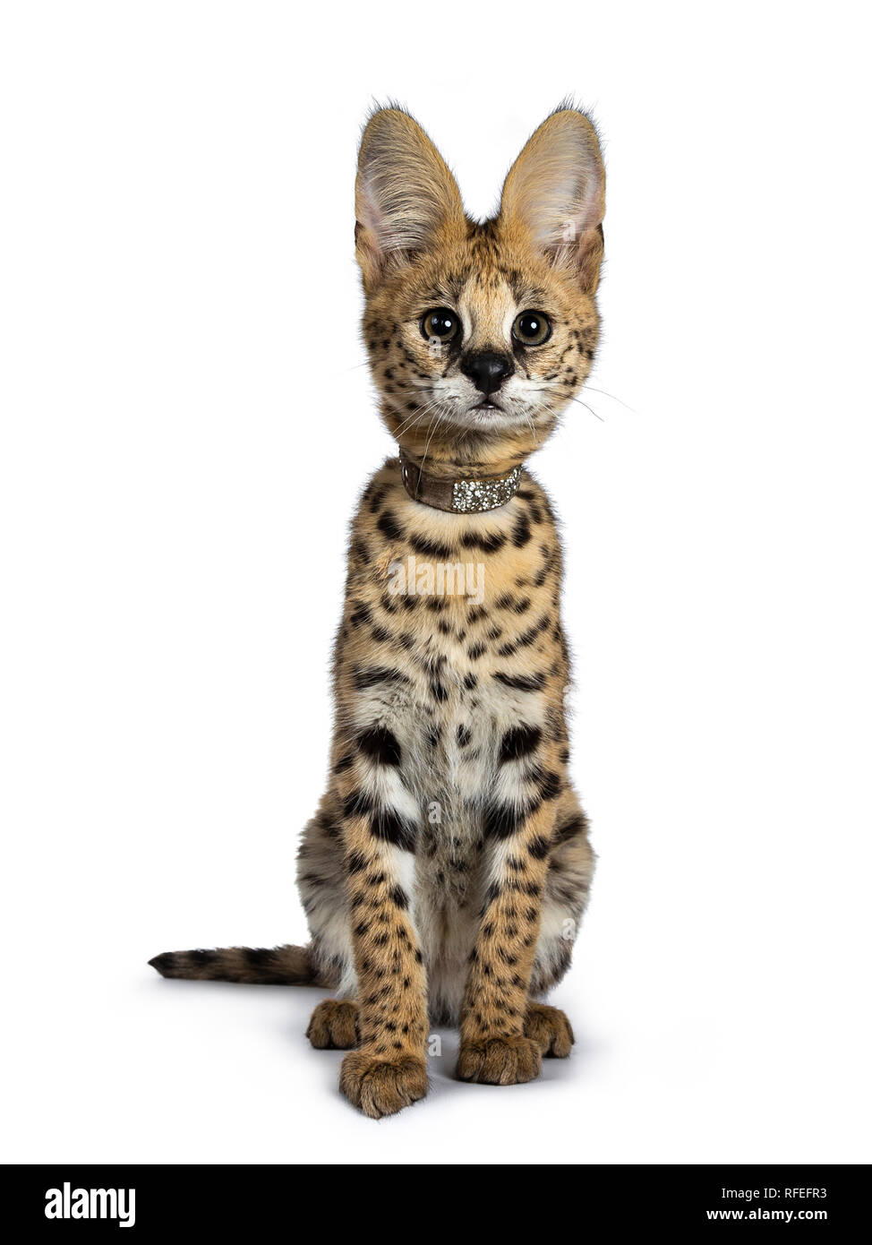 Serval cute hotsell