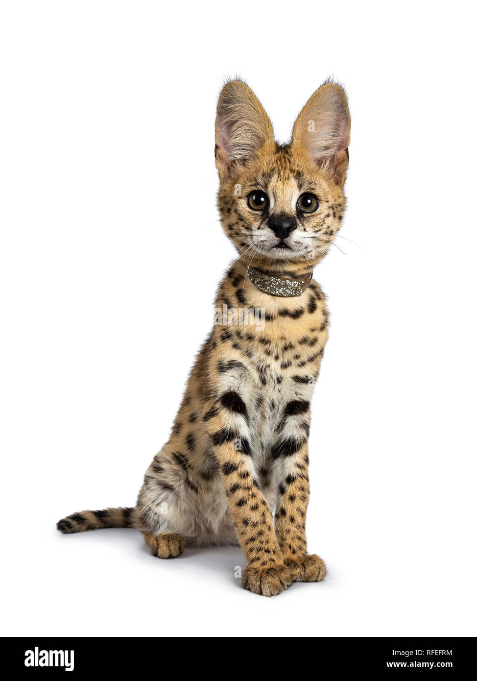 Cute 4 months young Serval cat kitten sitting slightly side ways straight up, wearing shiny collar. Looking at lens with sweet eyes. Tail beside body. Stock Photo
