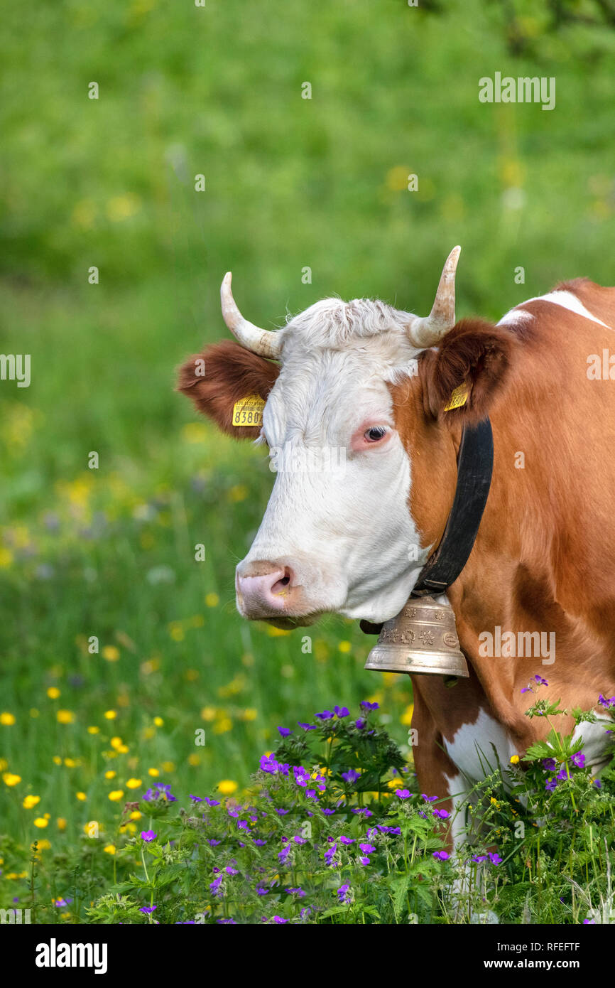 Cow switzerland hi-res stock photography and images - Alamy