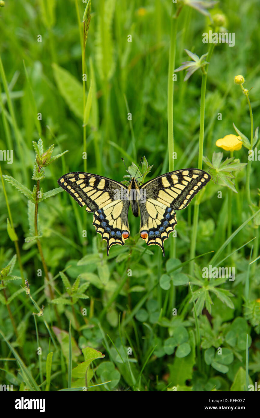Switzerland, Alps, Berner Oberland, Grindelwald. Spring. Flowers. Old World swallowtail (Apilio machaon) on buttercup plant. Stock Photo