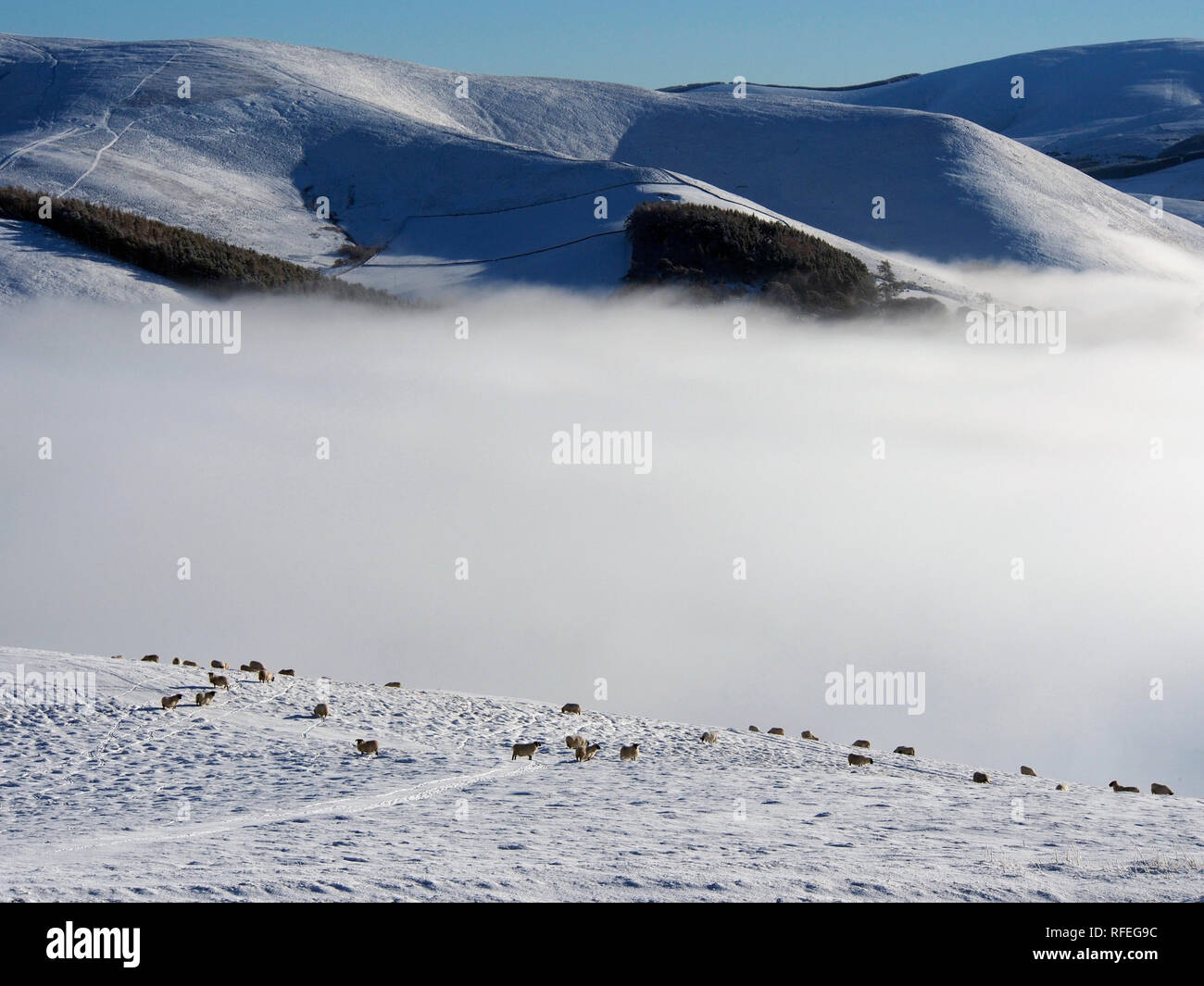 Sheep, snowy Southern Uplands from Langlaw hill, near Broughton, Scotland Stock Photo