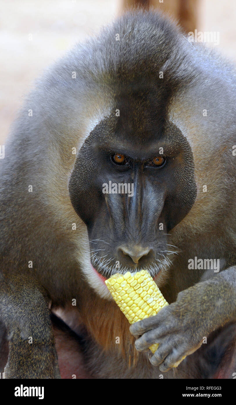 drill, Mandrillus leucophaeus Stock Photo Alamy