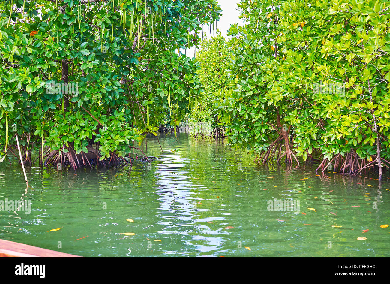 Mangrove seeds hires stock photography and images Alamy