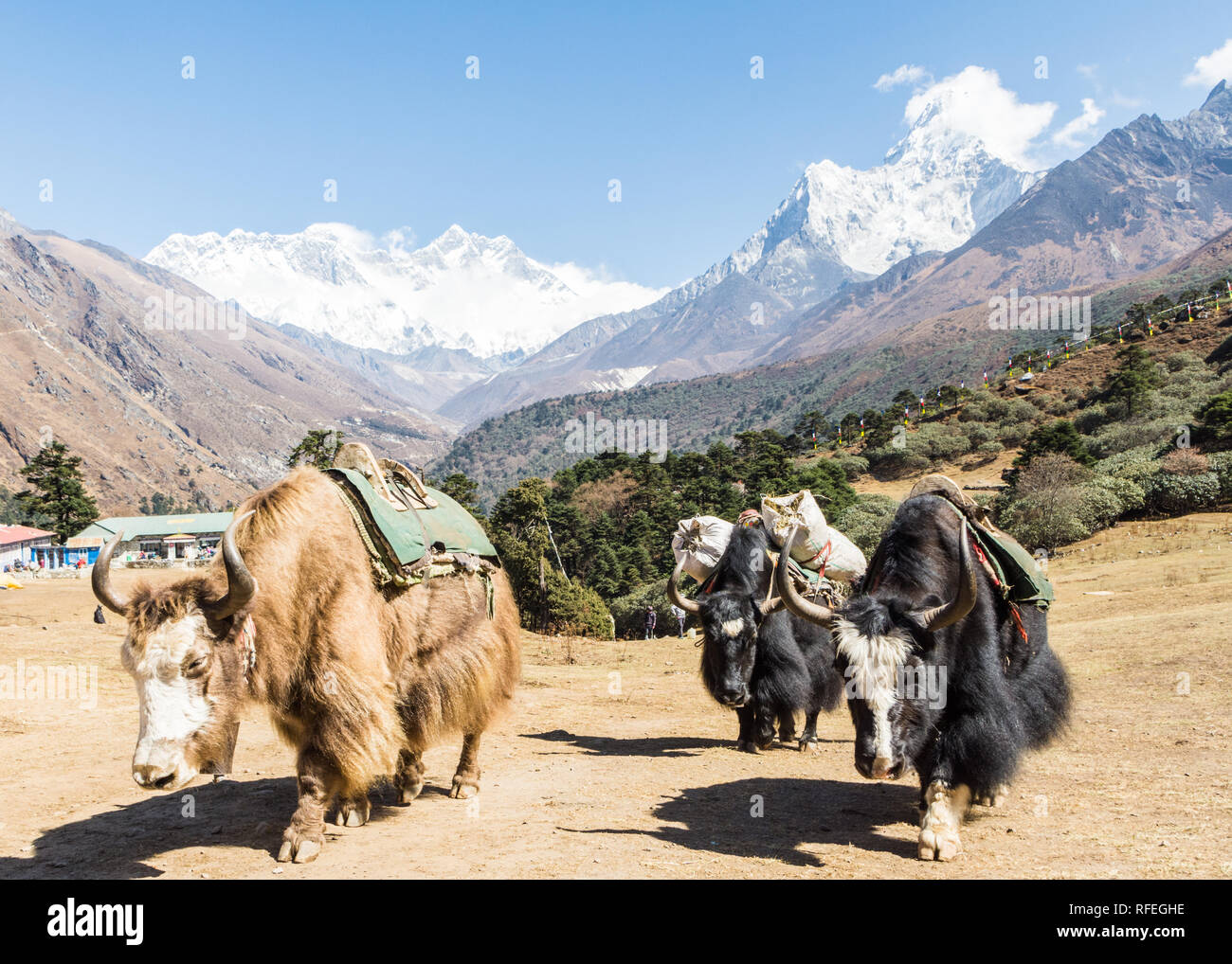 Yaks with long fur in Tengboche with Everest, Lhotse and Ama Dablam mountains in the background, Tengboche, Sagarmatha, Khumbu, Nepal Stock Photo