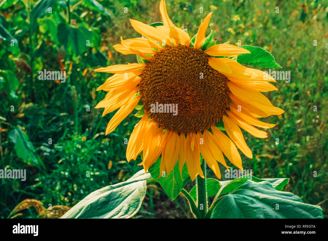 Beautiful bright yellow sunflower close up on the field of sunflowers ...