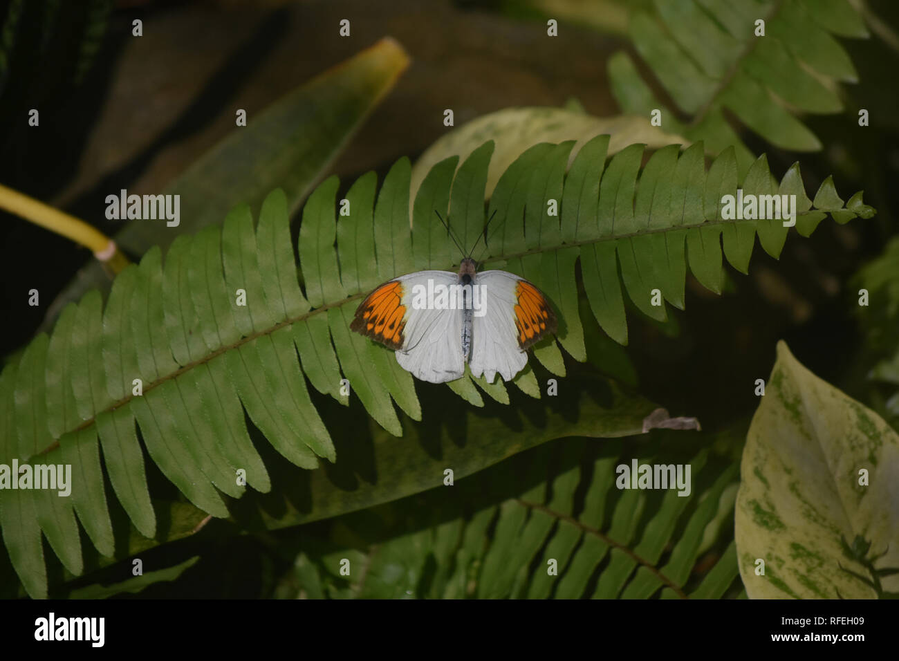 Fern like leaf with an orange tip butterfly. Stock Photo