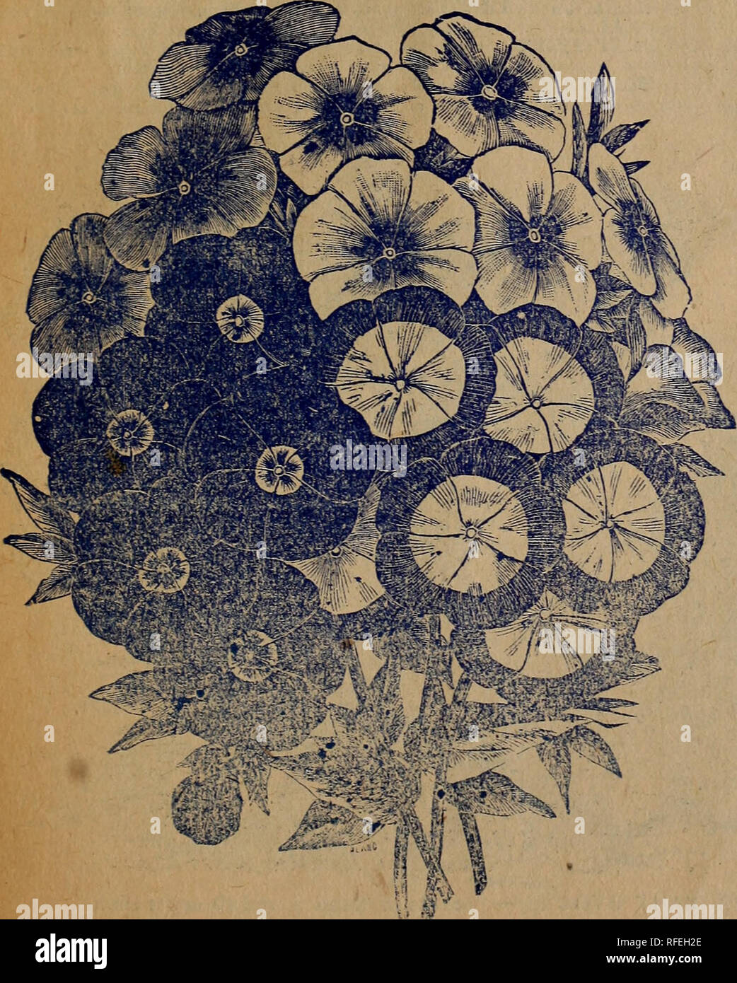 . Bell's seed catalogue : best and cheapest seeds that grow. Nursery stock New York (State) Catalogs; Vegetables Seeds Catalogs; Flowers Seeds Catalogs; Bulbs (Plants) Catalogs. 2S White Cupid. Spreading or trailing form, nclies high. pkt. 4 cts. ounce 10 cts. 4129 Pink Cupid. 6 in. high, pink and white; Blossoms same as Paint- ed Lady or the Blanche Ferry Sweet Peas. pkt. 4 cts. oz. 15 cts. ^&quot;Pkts. of Sweet Peas contain about 75 seeds. Phlo. Dinxminondfr^ The Phlox has every desirable quality for a splendid mass of color and constant display. The colors range trom purest white to deepes Stock Photo