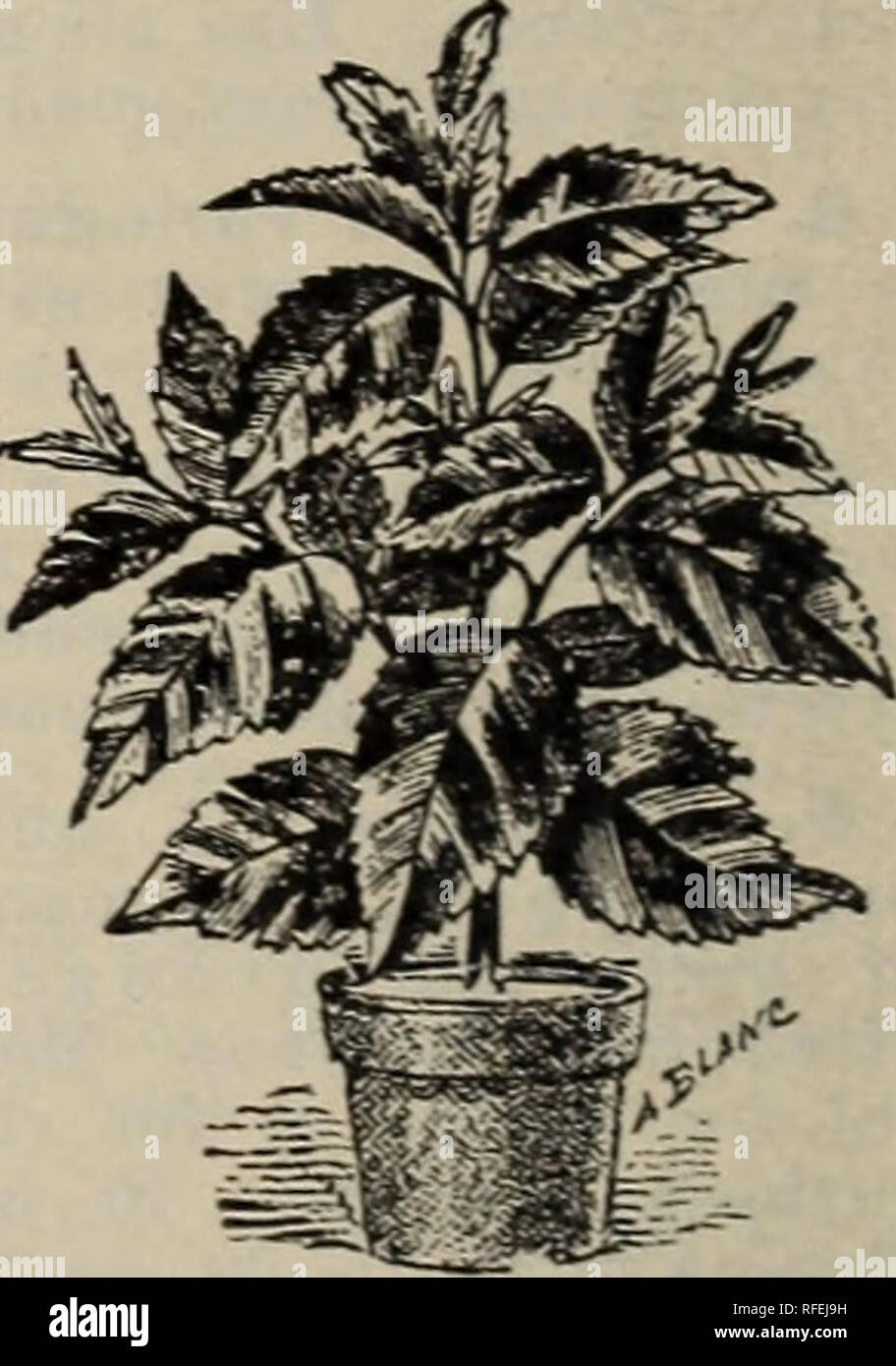 . Native and exotic plants, trees &amp; shrubs. Nursery stock Florida Catalogs; Nurseries (Horticulture) Florida Catalogs; Tropical plants Catalogs; Palms Catalogs; Fruit trees Seedlings Catalogs; Plants, Ornamental Catalogs. Agave Americana.. Acalypha.. Please note that these images are extracted from scanned page images that may have been digitally enhanced for readability - coloration and appearance of these illustrations may not perfectly resemble the original work.. Royal Palm Nurseries; Henry G. Gilbert Nursery and Seed Trade Catalog Collection. Oneco, Fla. : Royal Palm Nurseries, Reason Stock Photo