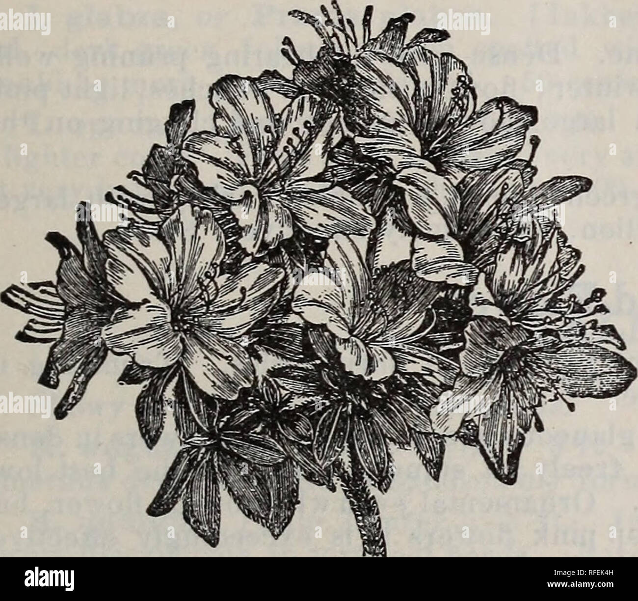 . Catalogue of hardy ornamental trees, shrubs, and vines, hardy flowers and large and small fruits. Nursery stock Massachusetts Catalogs; Nurseries (Horticulture) Massachusetts Catalogs; Plants, Ornamental Catalogs; Trees Seedlings Catalogs; Ornamental shrubs Catalogs; Flowers Catalogs; Fruit trees Seedlings Catalogs; Fruit Catalogs. Catalogue of Reading Nursery, Mass. — J. W. Manning, Proprietor. 53 ARCTOSTAPHYLOS - Bearberry. A dense, trailing shrub, thriving on any light soil. Elegant for covering ledges or sandy- banks. A. Uva-ursi. June. Handsome, dark green foliage in summer, reddish pur Stock Photo