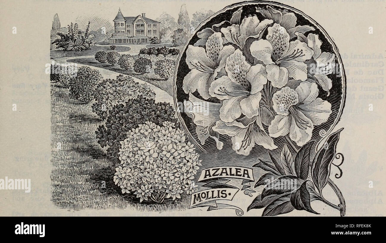 . Catalogue of hardy ornamental trees, shrubs, and vines, hardy flowers