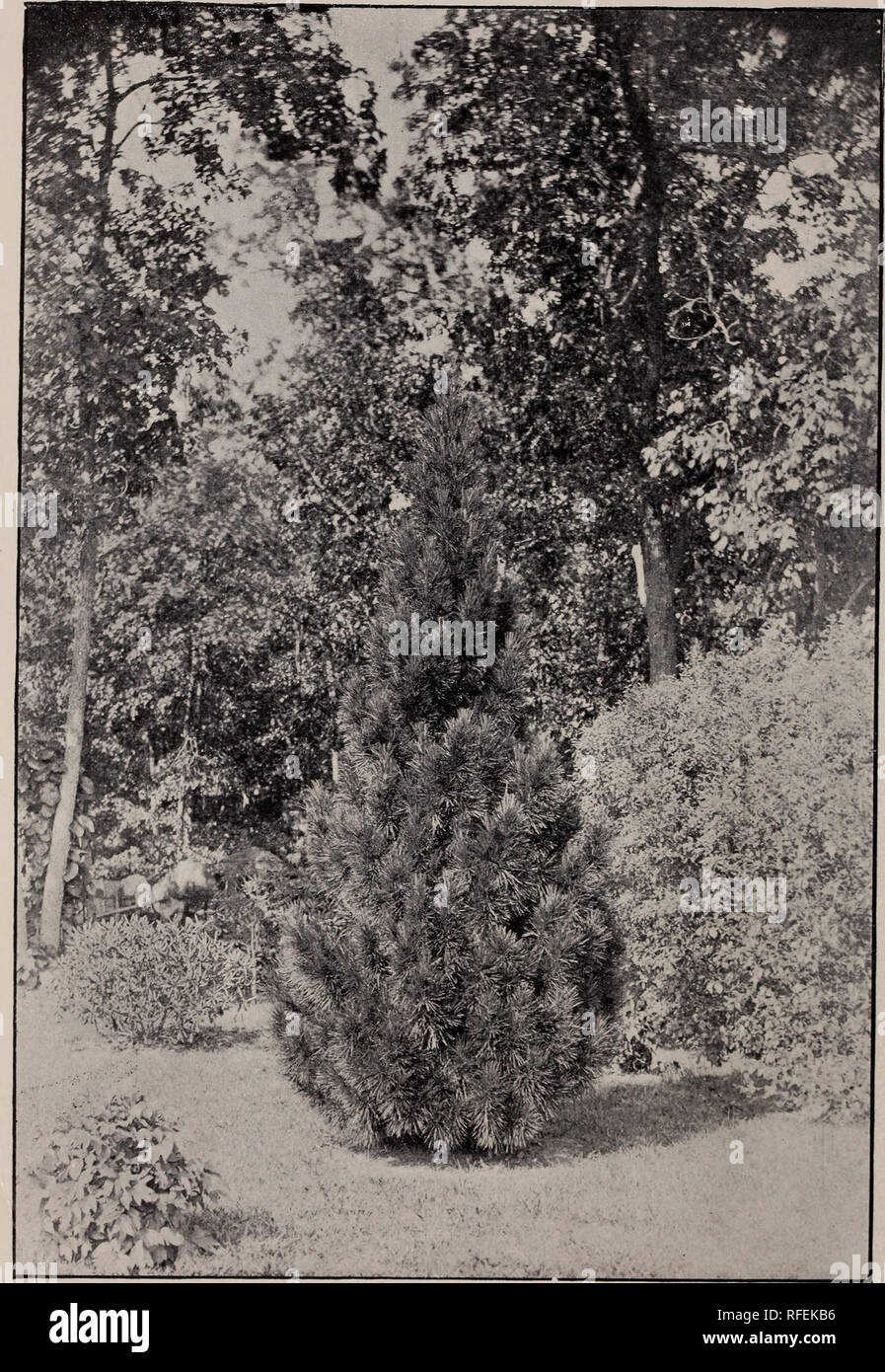 . Catalogue of hardy ornamental trees, shrubs, and vines, hardy flowers and large and small fruits. Nursery stock Massachusetts Catalogs; Nurseries (Horticulture) Massachusetts Catalogs; Plants, Ornamental Catalogs; Trees Seedlings Catalogs; Ornamental shrubs Catalogs; Flowers Catalogs; Fruit trees Seedlings Catalogs; Fruit Catalogs. THE JAPANESE UMBRELLA PINE. (Sciadopitys verticillata.) (See page 74.). Please note that these images are extracted from scanned page images that may have been digitally enhanced for readability - coloration and appearance of these illustrations may not perfectly  Stock Photo