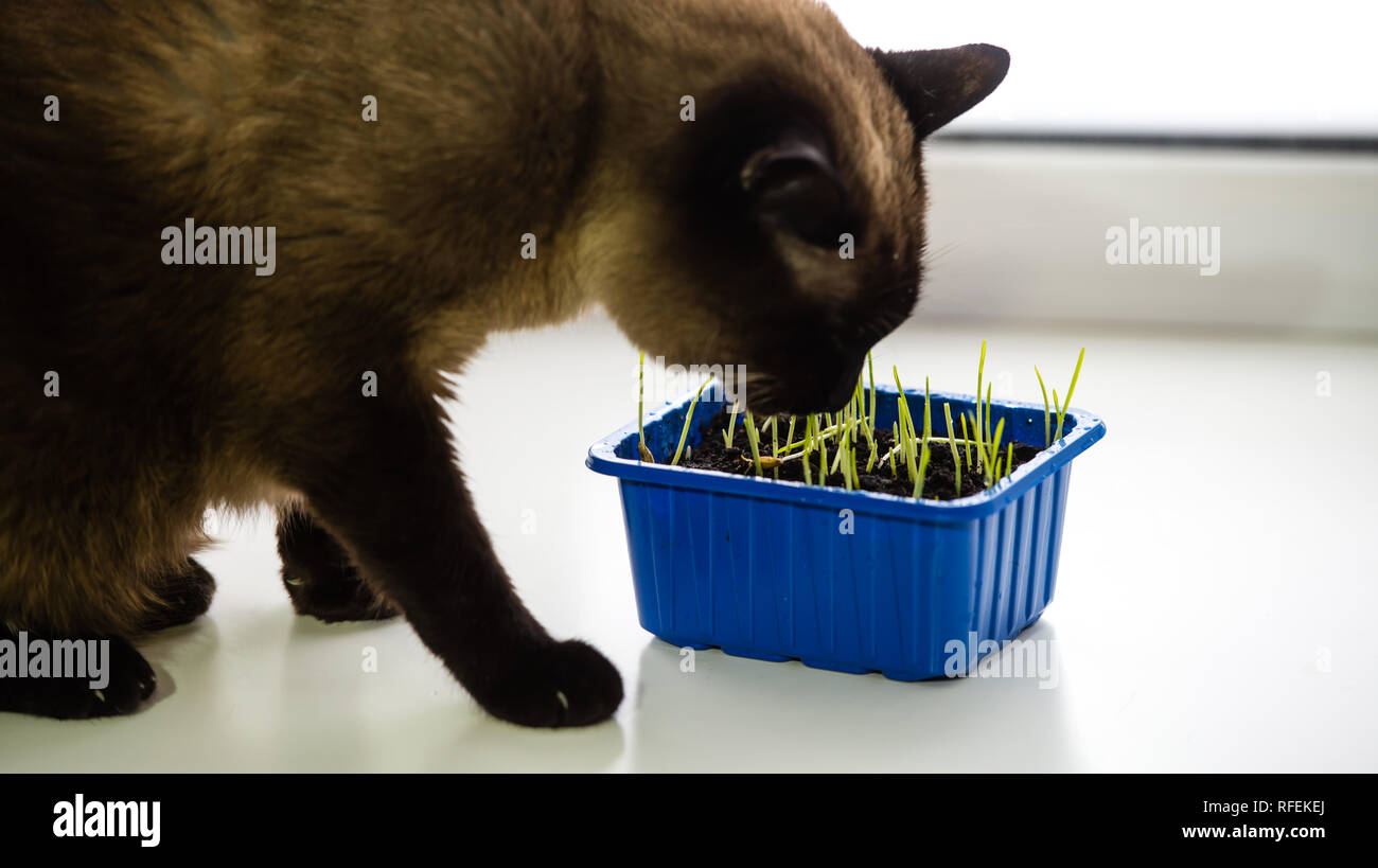 What Do Siamese Cats Eat