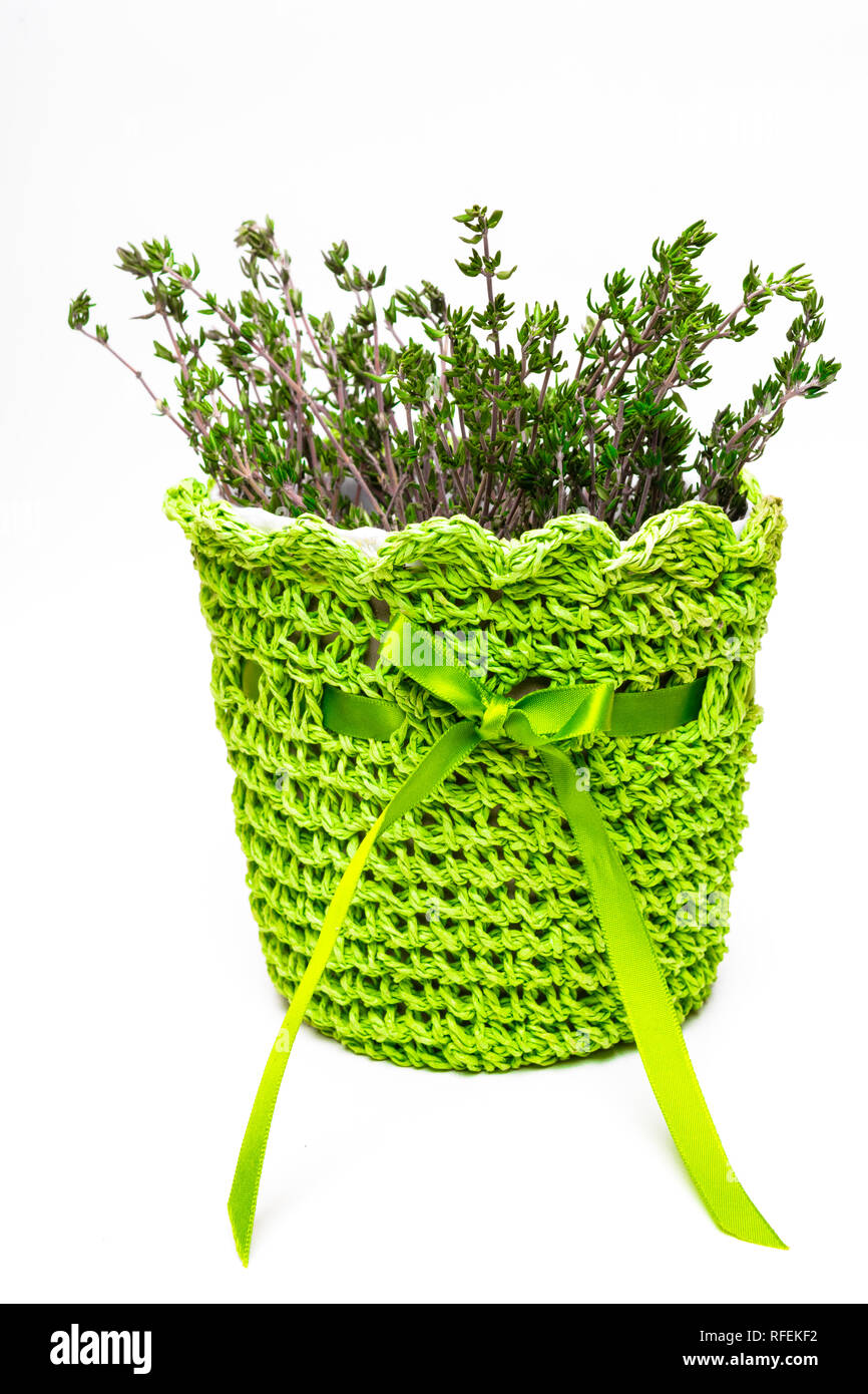 thyme growing in pot isolated on white Stock Photo Alamy