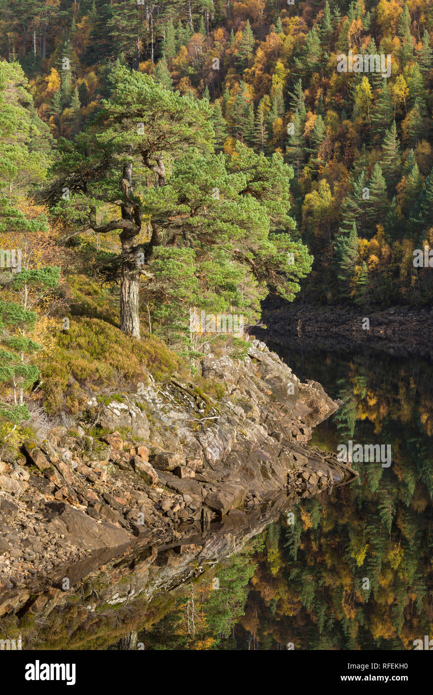 Scots Pines on the shore of Loch Beinn a' Mheadhoin, Glen Affric, Highland, Scotland Stock Photo