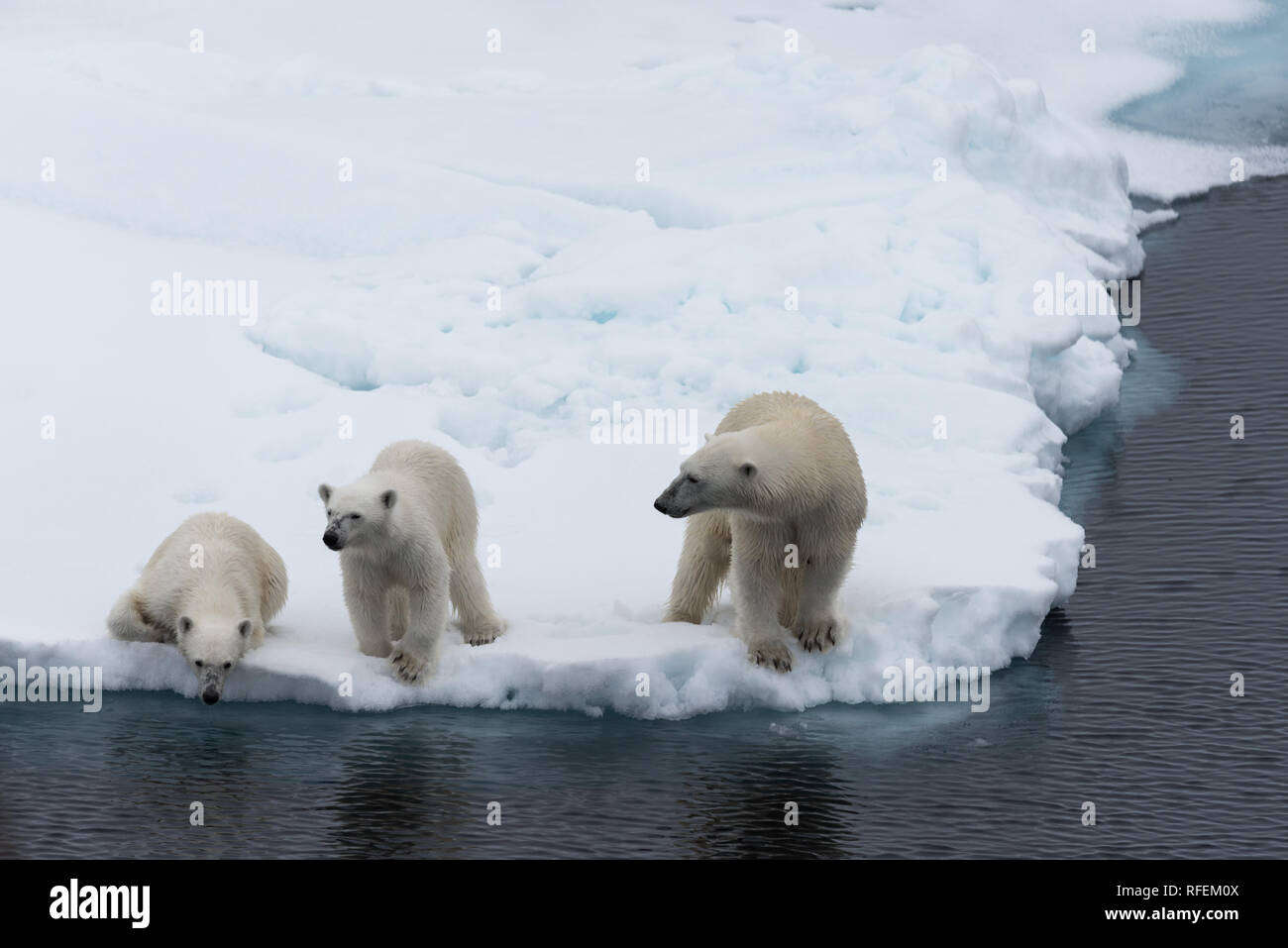 Polar bear (Ursus maritimus) mother and twin cubs on the pack ice ...