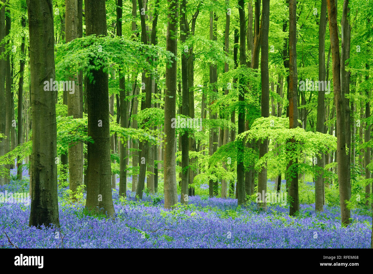 Bluebells in West Woods, Manton, Marlborough, Wiltshire, England Stock Photo