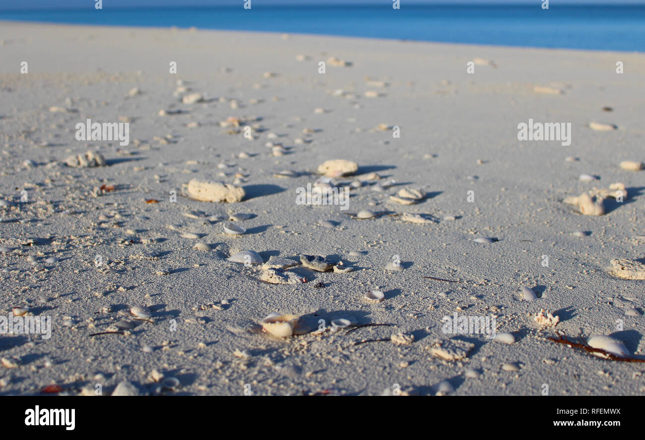 Shells on the beach, Long Island, Bahamas. The shells of the Bahamas