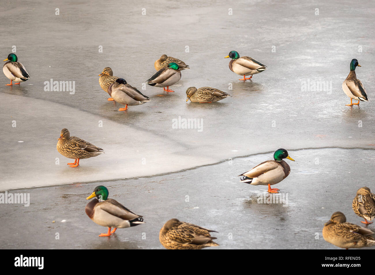Cold water duck hi-res stock photography and images - Alamy
