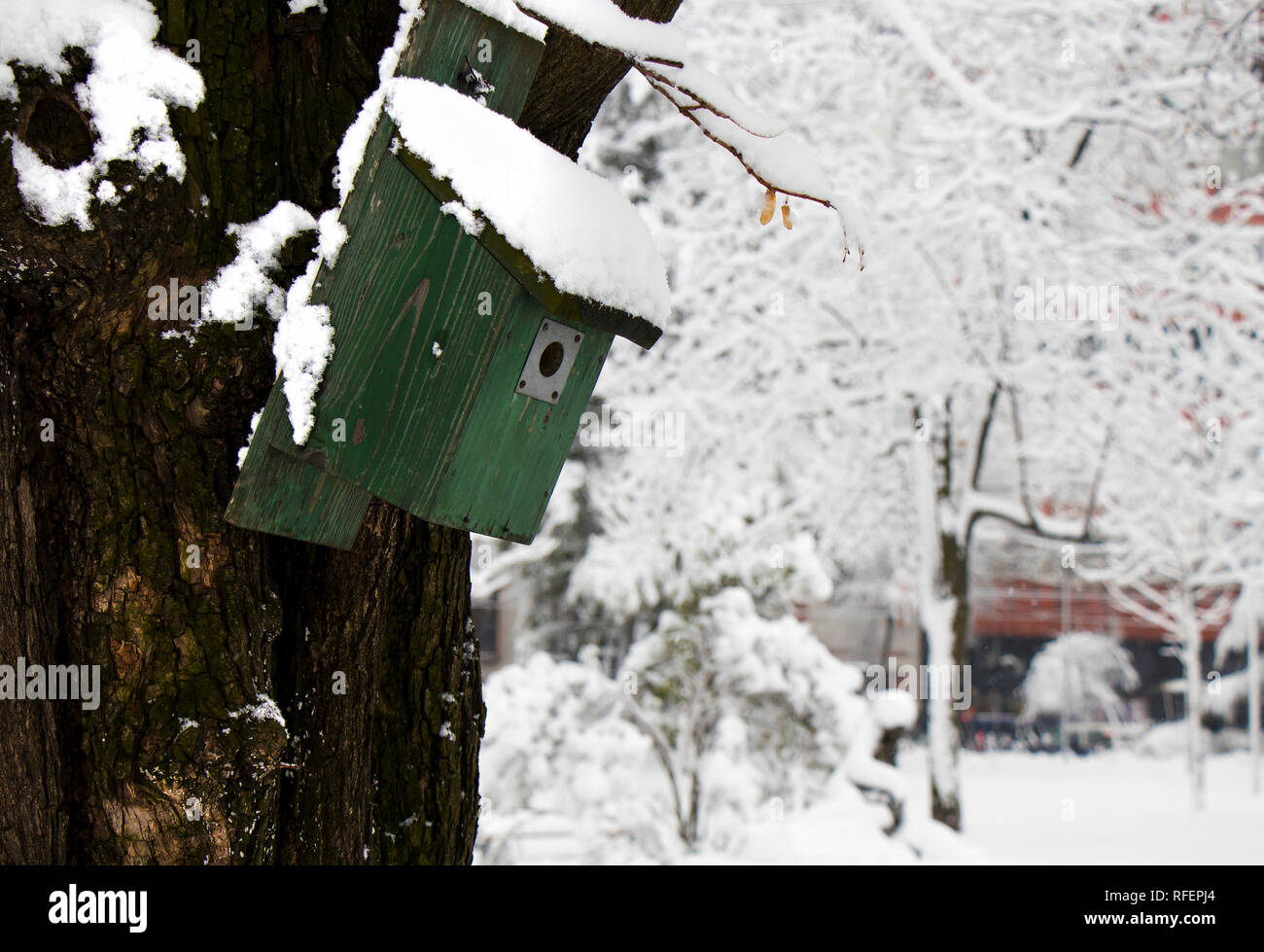 Green wooden bird house on a tree in a park on a snowy winter day gives shelter to endangered small city birds like sparrows Stock Photo