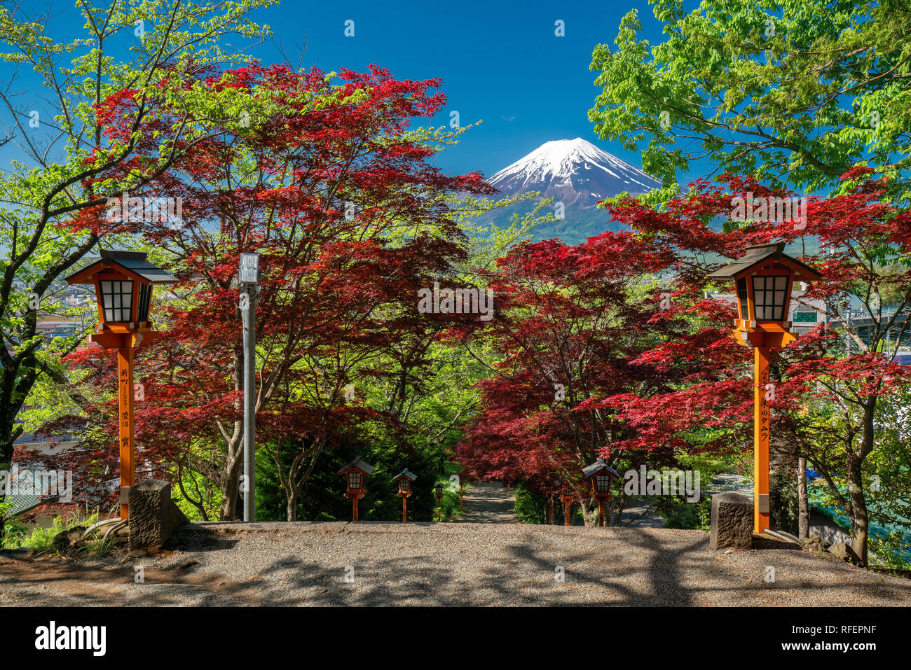 Fuji mountain background and walkway with red maple around Stock Photo ...