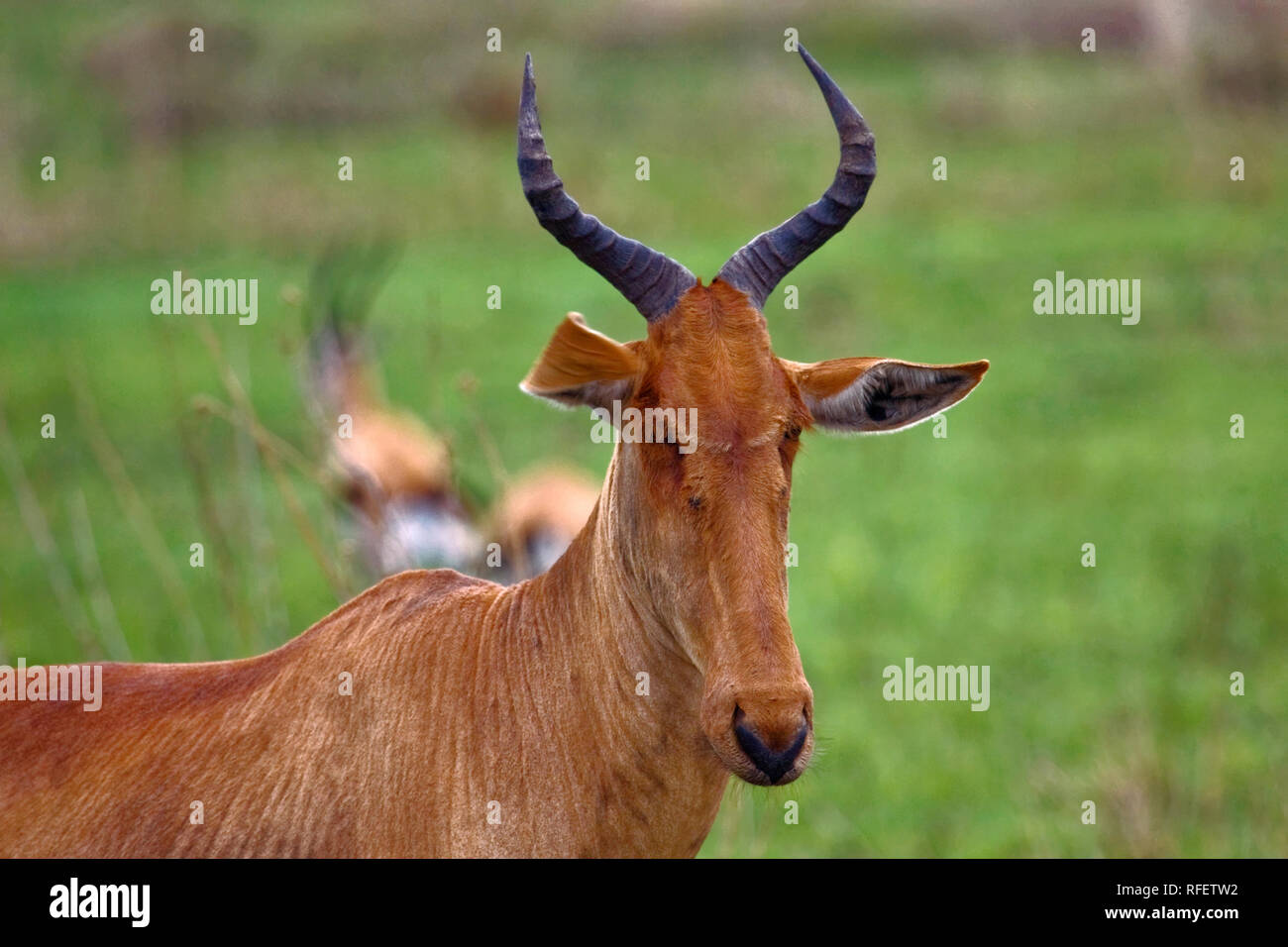 Topi close-up; medium size antelope; Damaliscus lunatus; herbivores; lyre-shape horns; animal; nature; wildlife; Serengeti National Park; Tanzania; Af Stock Photo