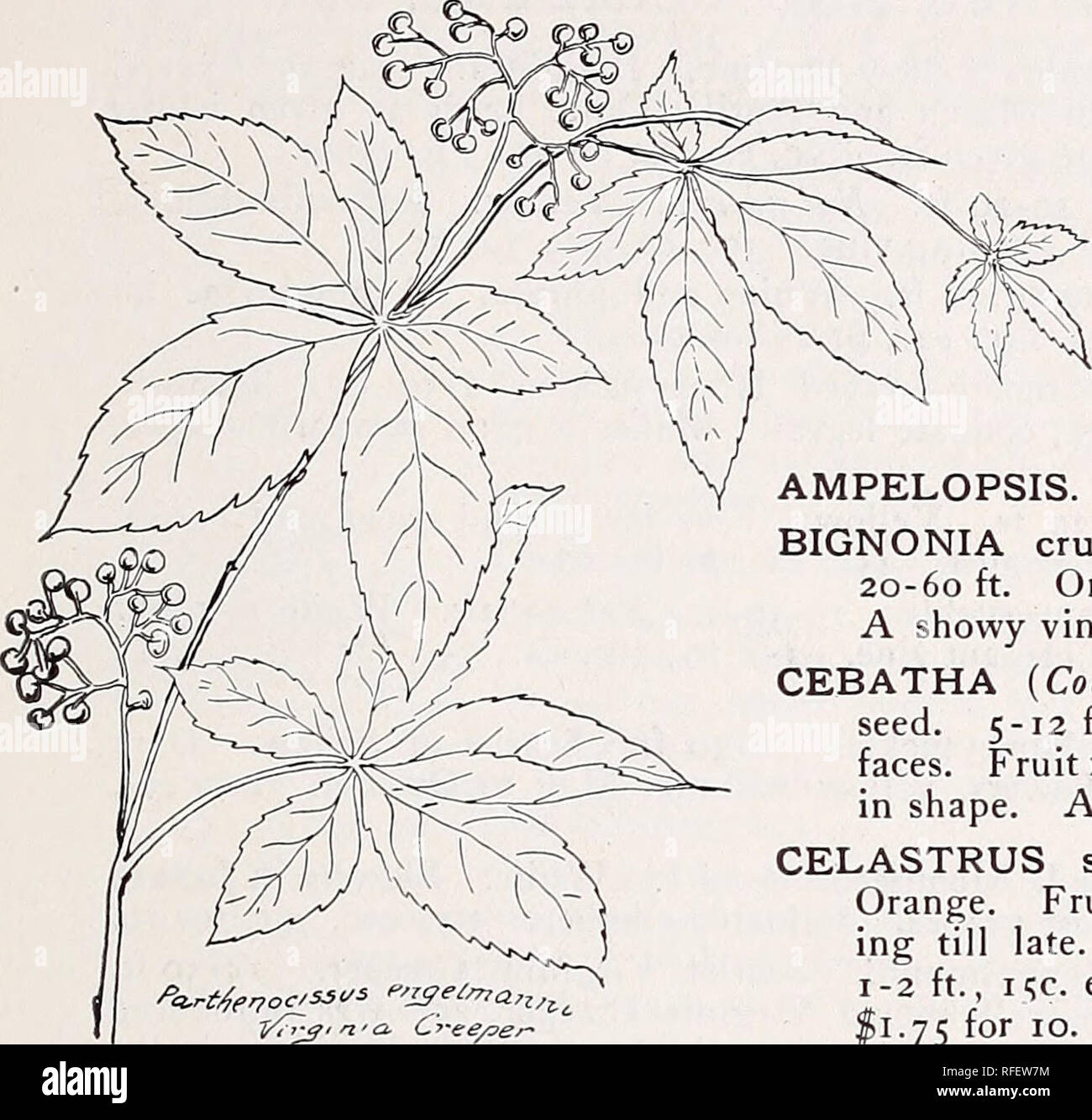 . Kelsey's hardy American plants and Carolina mountain flowers. Nursery stock Massachusetts Boston Catalogs; Trees Seedlings Catalogs; Shrubs Catalogs; Plants, Ornamental Catalogs; Flowers Catalogs. Katoana, North Carolina, and 'Boston, Massachusetts. Scarlet, bell-shaped flowers, crispa. Purple Clematis. 4- May till August. 25c. ea., scottii (douglasii). Western One of the finest spring sorts, conspicuous. 25c. ea., $2.25 for 10. ligusticifolia. Western Virgin's Bower. 5-15 ft.. White. Fine sort, much like C. njirgini- ana. 30c. ea., $2.50for 10. (See illustration.) virginiana. Virgin's Bower Stock Photo