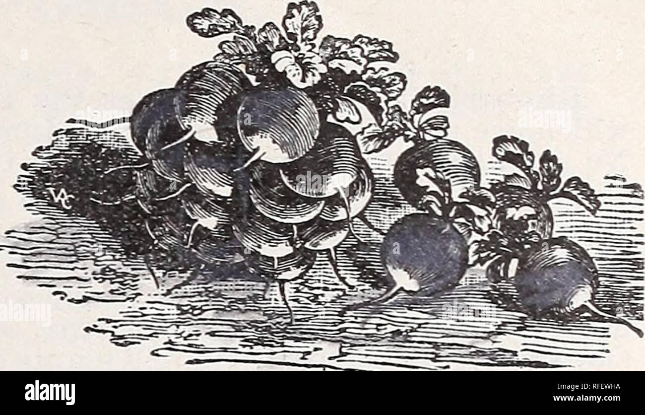 . Descriptive catalogue : Leonard's seeds. Nursery stock Illinois Chicago Catalogs; Vegetables Seeds Catalogs; Flowers Seeds Catalogs; Grasses Seeds Catalogs; Gardening Equipment and supplies Catalogs. LEONARD SEED COMPANY, CHICAGO. 45. WHITE TIPPED SCARLET TURNIP. It has a small top and does not run RADISH. .^.--Early Scarlet Turnip, White Tipped. One of the handsomest of the turnip radishes and a great favorite in many larg-e mar- kets, for early planting- outdoors. It is but little later than the White Tipped, Forcing, and will give entire satisfaction where extreme earliness is not the pri Stock Photo