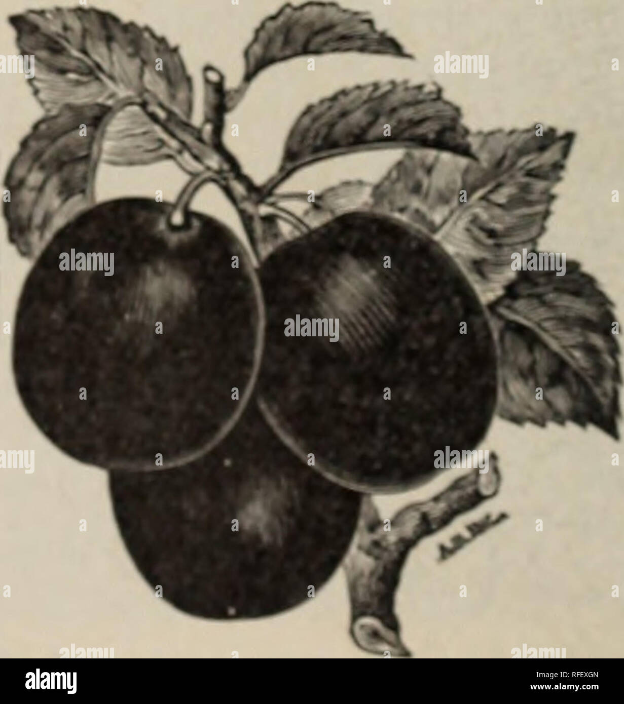 . Catalogue. Nursery stock Michigan Catalogs; Fruit trees Seedlings Catalogs; Fruit Catalogs; Plants, Ornamental Catalogs; Trees Seedlings Catalogs; Shrubs Catalogs. THE DIMPLE IN A BABY'S CHEEK, is but the shadow of a &quot;NEW PROLIFIC&quot; PEACH. LIMBURGER CHEESE &amp; KRAUT for the German. BEANS for the Yankee; POTATOES or the Irish; ONIONS and GAR- LIC for the Frenc hman; and BANANA APPLES for all the LOYAL AMERICAN . CITIZENS; WHICH DO YOU PREFER? Perhaps the finest block of Plum trees ever grown in America. The (trowing ofsurh wonderful trees accounts in a great measure for the wonderf Stock Photo