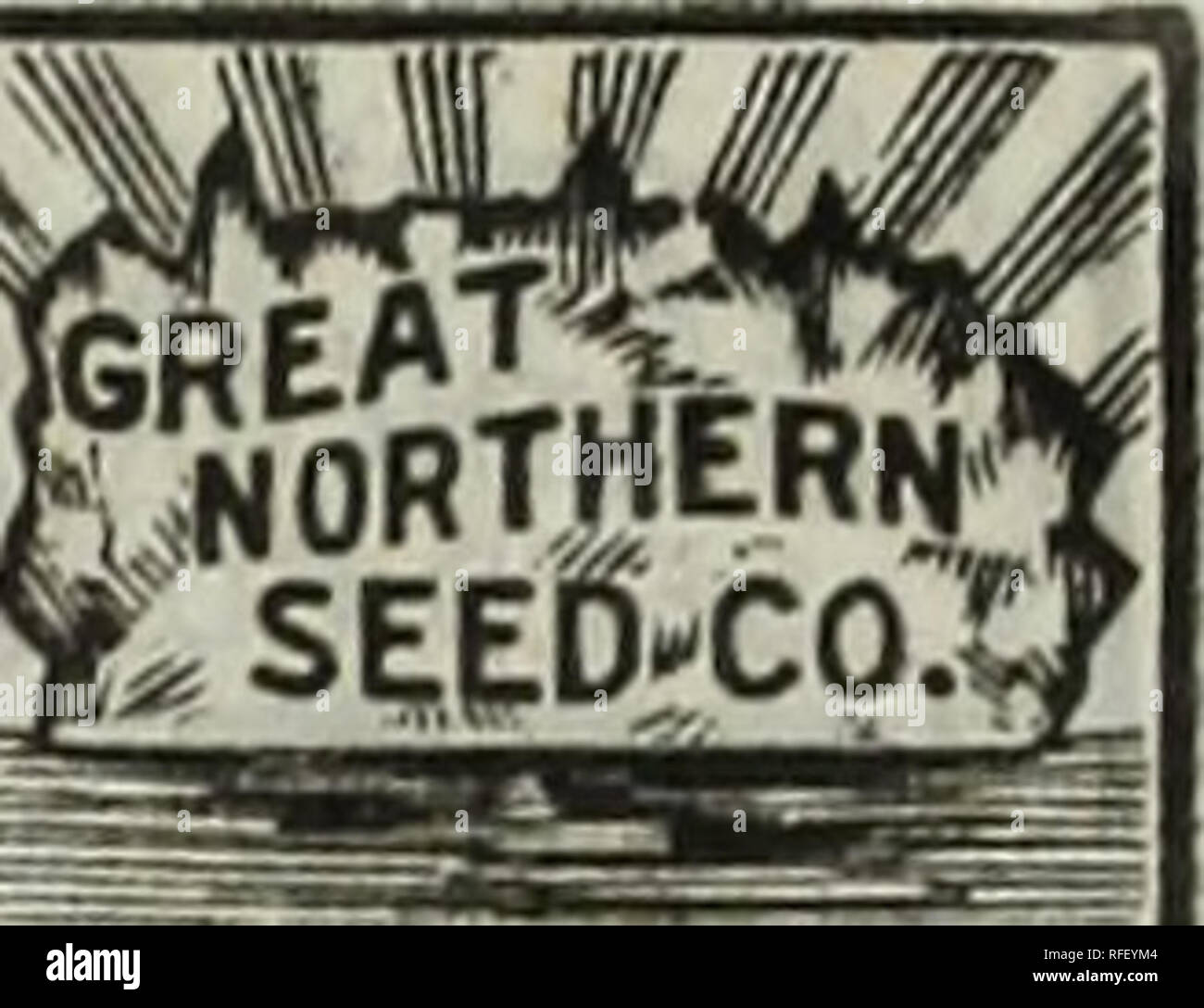 . [Catalog of] the Great Northern Seed Co., 1902. Nursery stock Illinois Catalogs; Flowers Seeds Catalogs; Vegetables Seeds Catalogs. RHODOCHITON—Volubile. A splendid climber growing about ten feet hi*rh and a pretty subject for trellises. The flowers are about two inches long, curiously formed and of a rich claret red, and hang on lonf? graceful stems. It flowers freely from seed the first season. Pkt. 8c. SANVITALIA—Procumbens—Double. Very pretty dwarf trailing plants; excellent for rock work, borders or edging of beds. It is so completely covered with flowers as to nearly hide the foliage.  Stock Photo