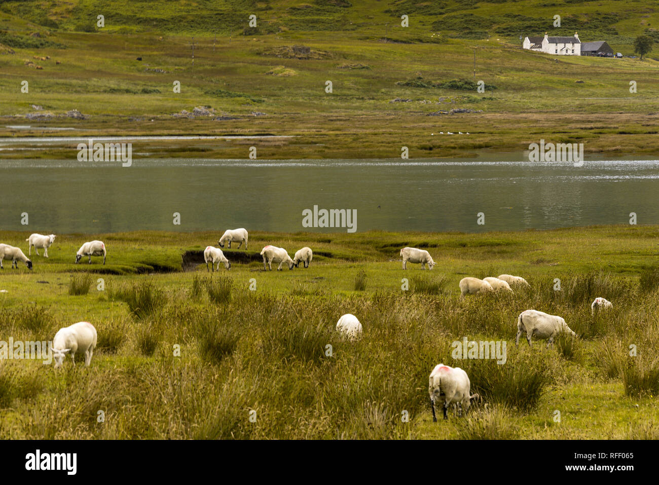 Domestic sheep on pasture in Scotland Highlands Stock Photo