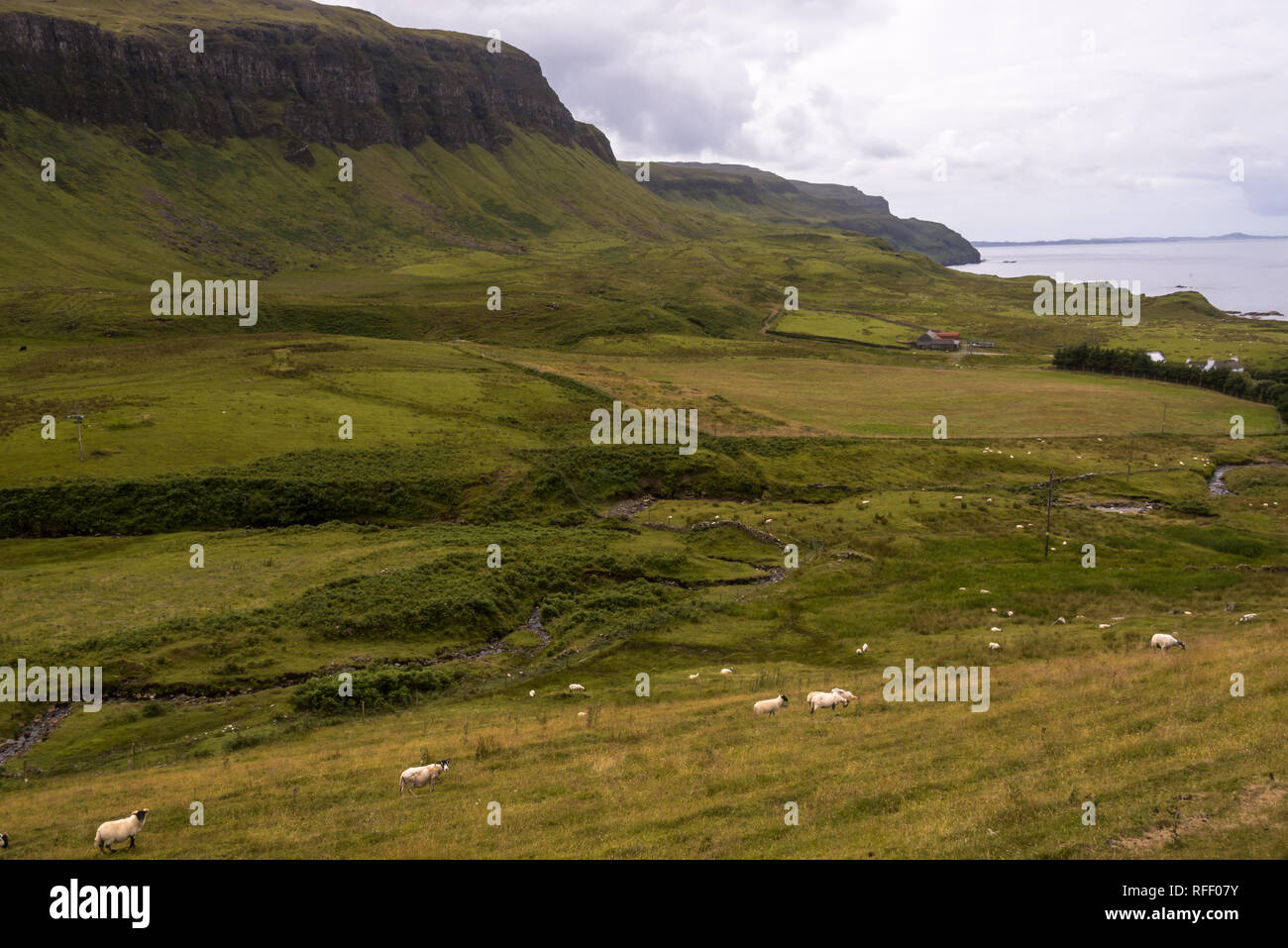 Domestic sheeps on pasture in Highlands Scotland Stock Photo