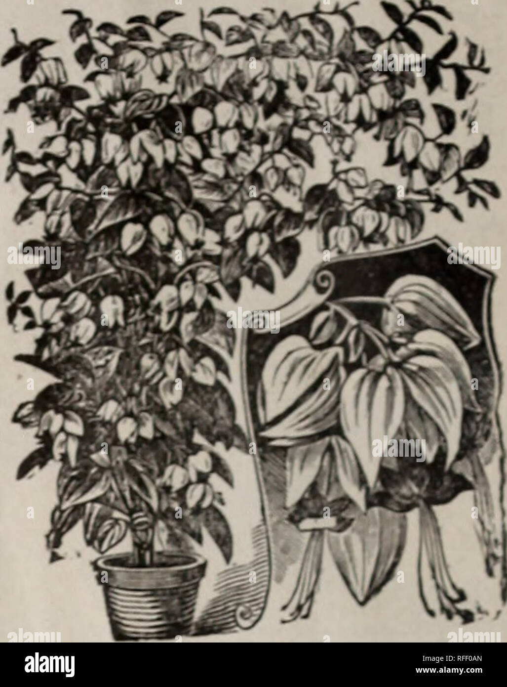 . 1902 trade list. Nursery stock Ohio Catalogs; Plants, Ornamental Catalogs; Roses Catalogs; Flowers Catalogs; Bulbs (Plants) Catalogs. CrotonS Clerodendron Balfourii. The Crotons are among the finest decorative foliage plants known. As easy to grow as Coleus. an&lt;l much briKhter in their cohiring. Our customers everywhere, especially in the South, should ht'd «nit Crotons. The leaves of all are more or less veinc«l and margined, some- times entirely varit't?ated with shadesofyellow orange aii&lt;l crimson. Some have il. narrow leaves, arching f,'ra(ffully,fountain fashion; others are broad  Stock Photo