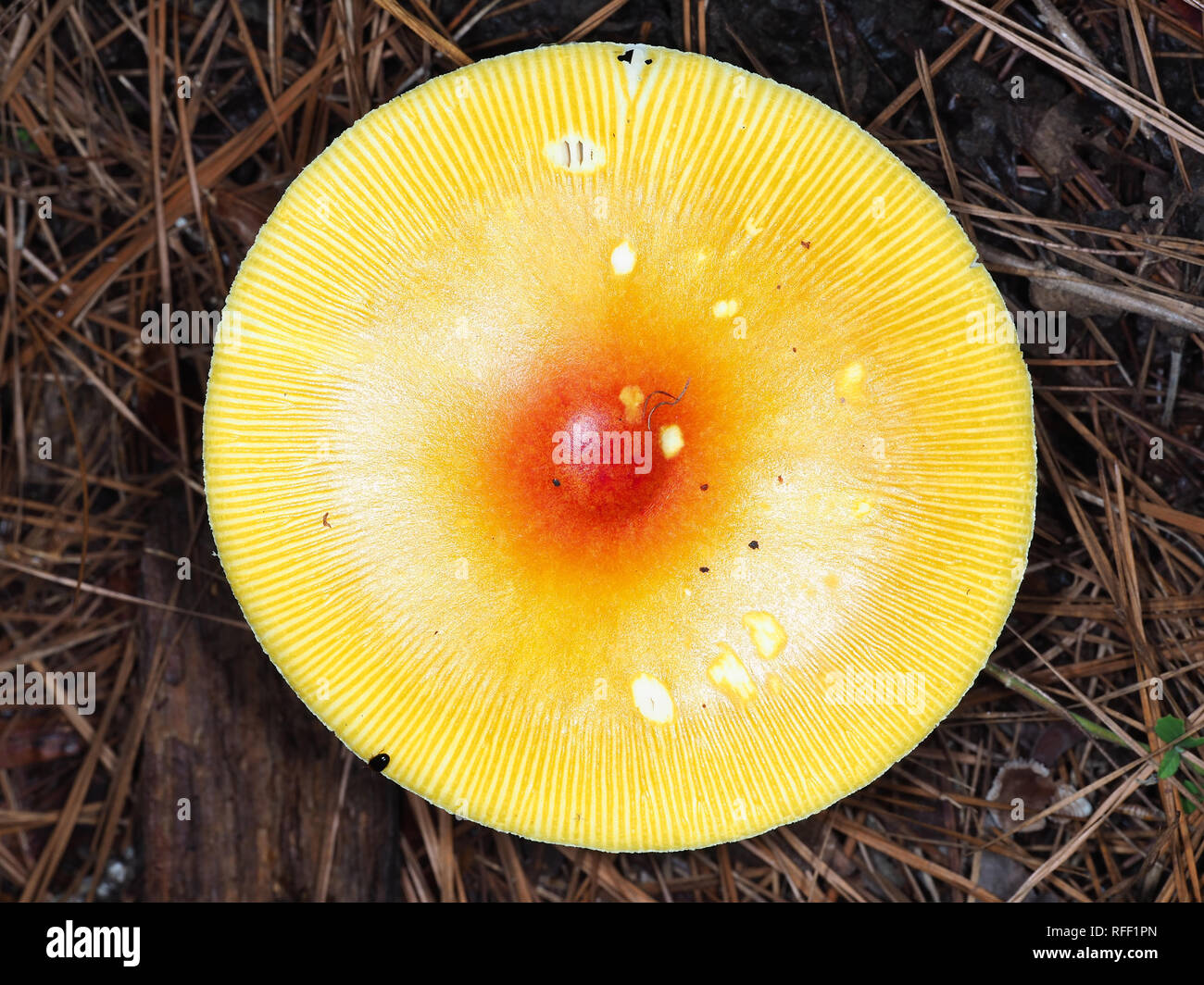 Brightly colored orange Amanita mushroom in Texas, USA Stock Photo