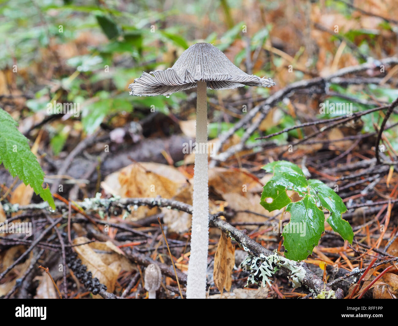 Coprinopsis lagopus or similar mushroom growing in November in a Washington state forest Stock Photo