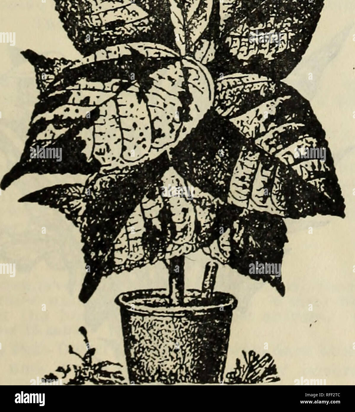 . [Catalogue. Nursery stock Ohio Columbus Catalogs; Flowers Catalogs; Ornamental shrubs Catalogs; Plants, Ornamental Catalogs. Double Kriiiged l»etuiiia. Acalypha Macafeana. One of the most striking plants for the garden. It has broad, oblong leaves from 6 to 8 Inches long, which are Irregularly variegated, striped and blotched with bright blood-red and pink on a deep-red ground; sometimes the entire one half of the leaf Is brilllant-red, without any trace of green about it, while some leaves will show only slight stripes and blotches, no two leaves ever being alike. Stands the hot sun perfect Stock Photo