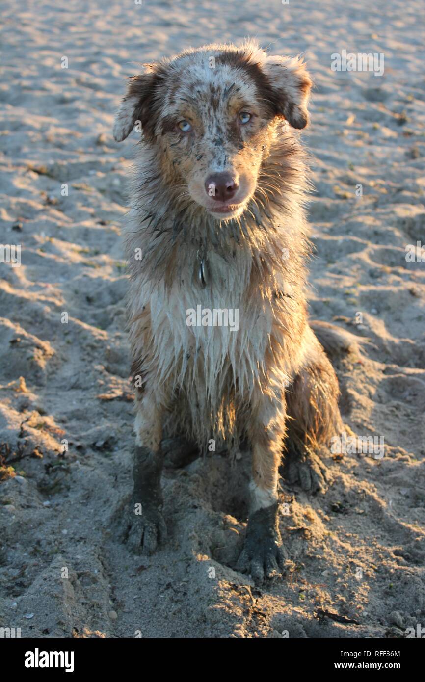 A young Australian Shepherd lady, called Lou, after being exercised on wet silt during low tide at the JEVERLAND coast in northwestern Germany. Stock Photo