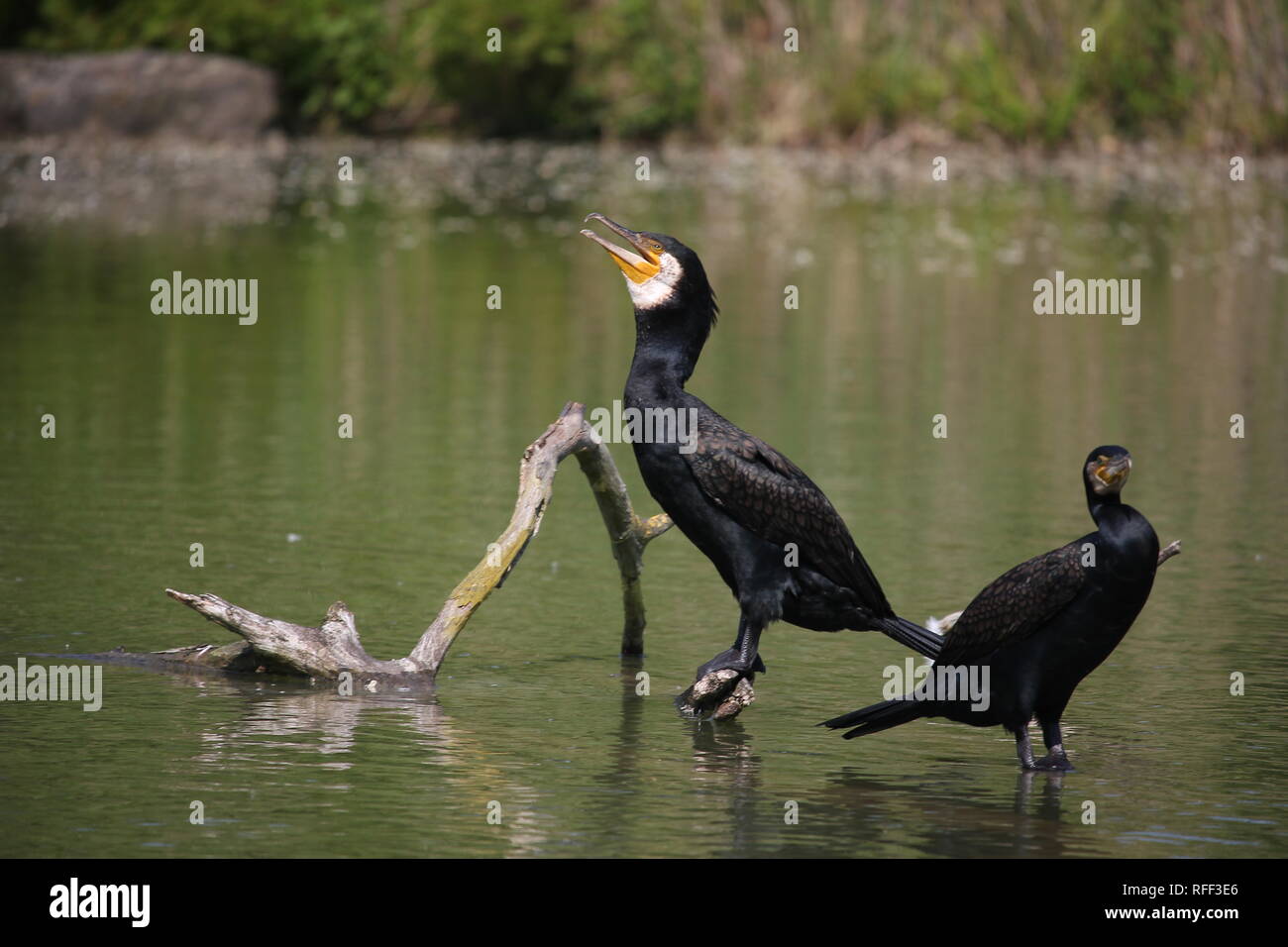 Two Cormorants resting at a small lake in western Germany. Stock Photo