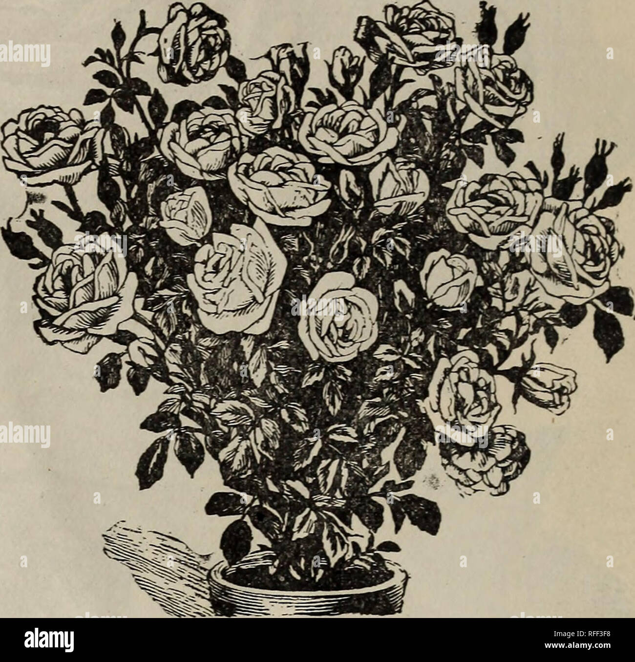 Catalogue Nursery Stock Ohio Columbus Catalogs Flowers