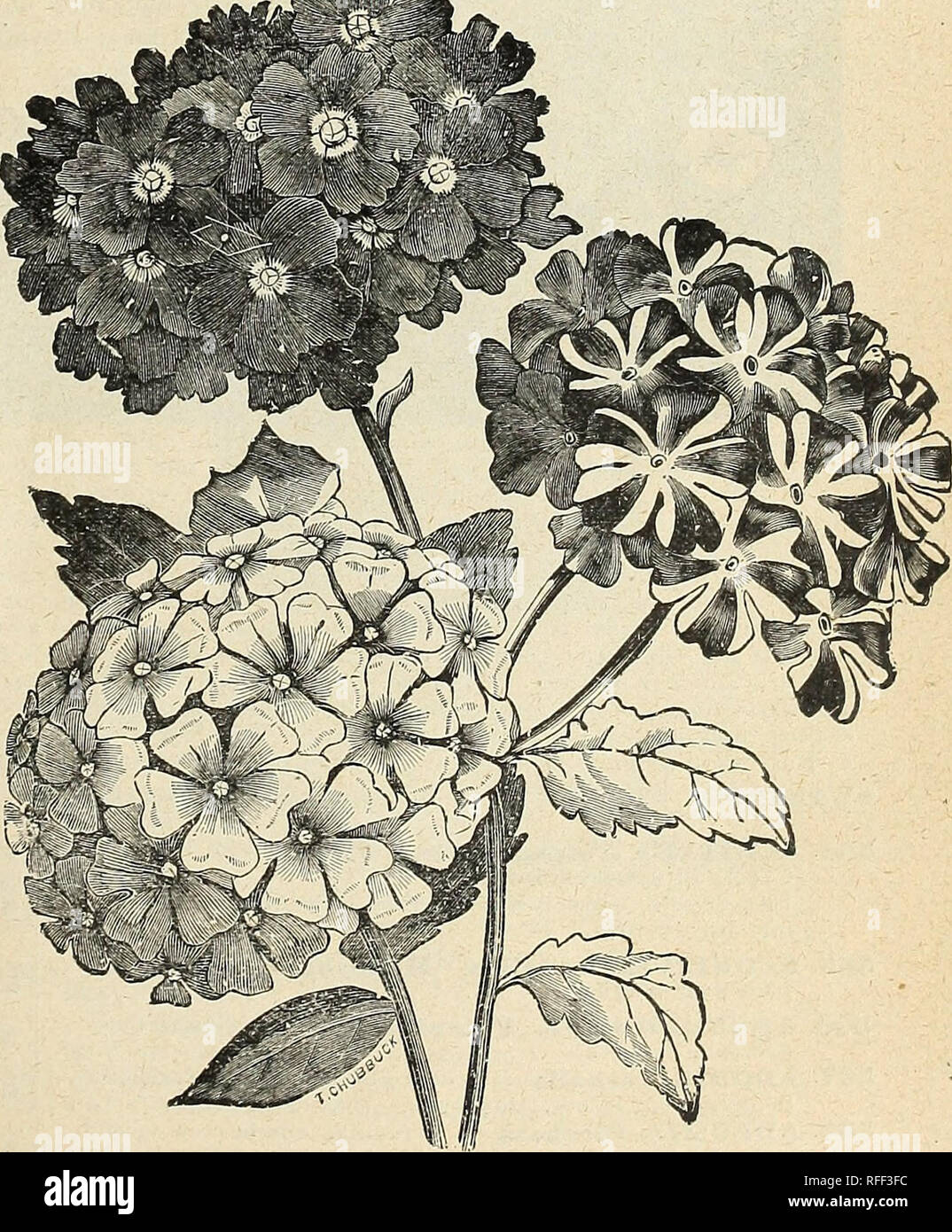 . Wm. Ewing &amp; Co.'s seed catalogue. Nursery stock Que?bec (Province) Montre?al Catalogs; Vegetables Seeds Catalogs; Grasses Seeds Catalogs; Flowers Seeds Catalogs; Plants, Ornamental Catalogs; Agricultural implements Catalogs. Pkt cts 539- WHiTLAVIA-h. a., 1 foot. Dees well for beds or edgings, and flowers well in the shade 5- 540- WILD CUCUMBER—A rapid growing and hand- some hardy climber 5 541- XEjK ANTHEMUM, Fine Mixed-h. a., 1 foot.. .. 5 Should be planted 1 foot apart. Flowers are large and produced in great abundance. &quot;Everlasting Flower.&quot; 542 ZINNIA Grandiflora Laciniata—N Stock Photo