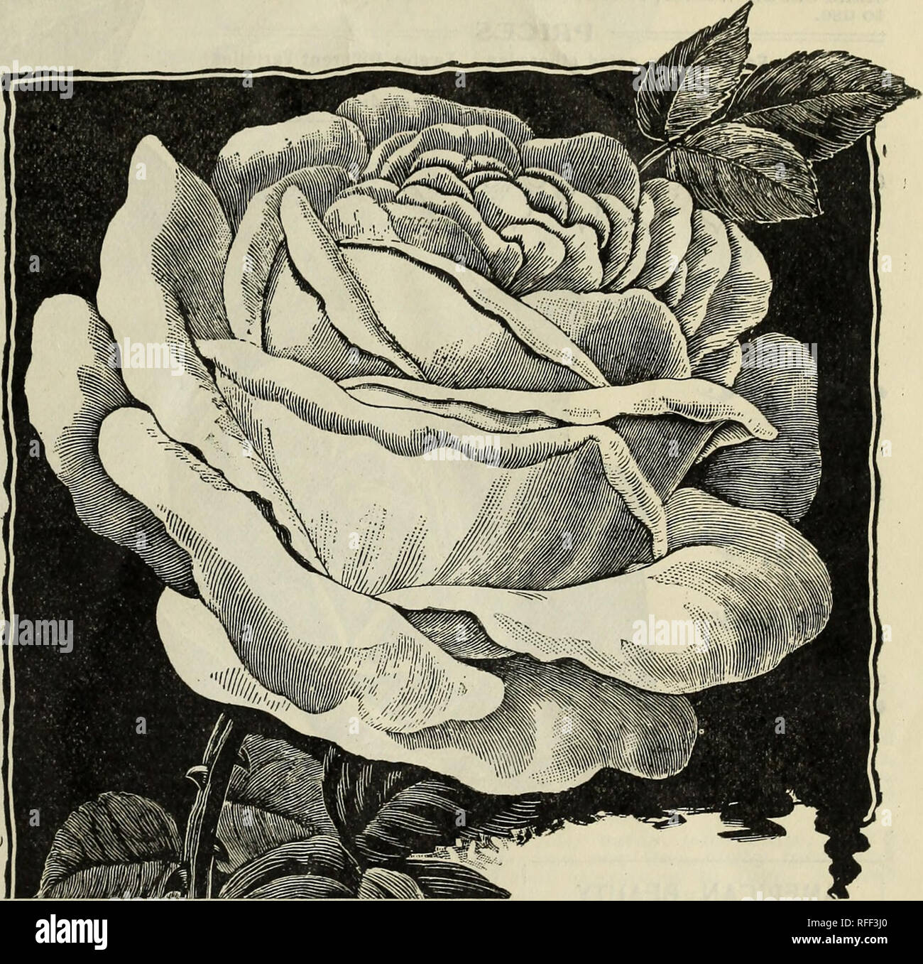 Catalogue Nursery Stock Ohio Columbus Catalogs Flowers Catalogs