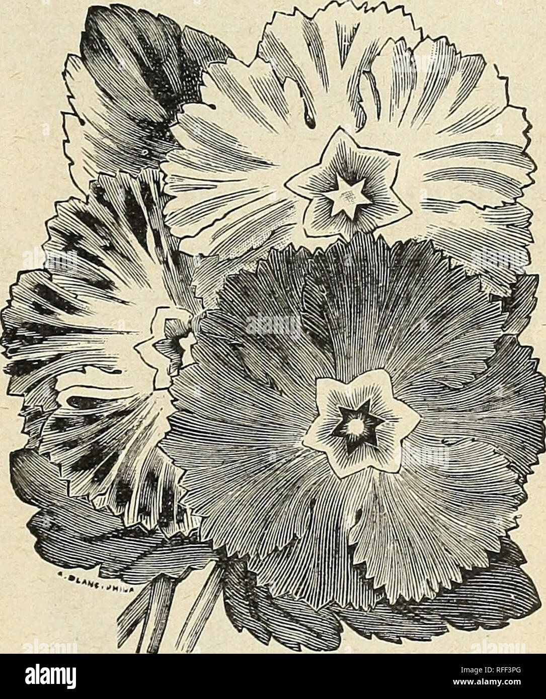 . Wm. Ewing &amp; Co.'s seed catalogue. Nursery stock Que?bec (Province) Montre?al Catalogs; Vegetables Seeds Catalogs; Grasses Seeds Catalogs; Flowers Seeds Catalogs; Plants, Ornamental Catalogs; Agricultural implements Catalogs. Tulip Poppy. No. 357. Pkt. cts. 360- POBTULACCA Grandiflora—h. h. a., % foot. Splendid double mixed 25 361. Single Mixed—h. h. a., */2 foot 5 Beautiful little annuals of extremely brilliant colors; iraKe a pretty bed in any sunny situation. PrimulaSinensis Fimbriata 362 363 364 365 366 367 368. 369 370 371 372 373 374 375 376 377 Alba—Pure white 50 Rubra—Red shades 5 Stock Photo