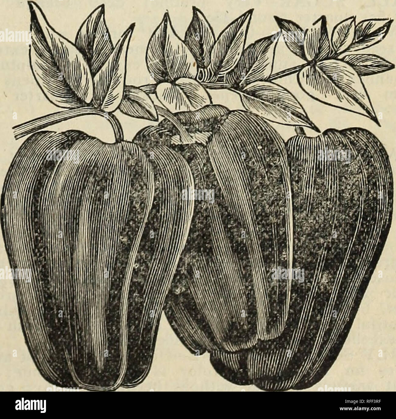 . Drumm Seed and Floral Company. Nursery stock Texas Fort Worth Catalogs; Vegetables Seeds Catalogs; Flowers Catalogs; Plants, Ornamental Catalogs; Fruit Catalogs. f^XTRA EARLY PREMIUM GEM—Very fine dwarf pea of little gem type, on which it is a decided improvement; larapr pods, more productive. Packet 10c; pint 25c; quart 45. ;1':NTTSH INVICTA—About five days later than the )aniel O'Rourke; pods of fine green color. Packet 10c; pint 25c; quart 45c. &gt;1^LUE L5EAUTY PEA—Its distinctive feature is its unu- 4^ually regular habit of growth. Height 1 3-4 feet. It is a blue, round !)ea. Price post Stock Photo