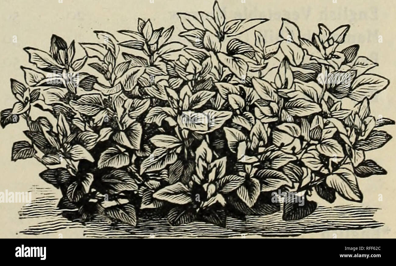 . Alfred Bridgeman seeds. Nursery stock New York (State) New York Catalogs; Vegetables Seeds Catalogs; Flowers Seeds Catalogs; Fruit Seedlings Catalogs; Gardening Equipment and supplies Catalogs. LARGE-LEAVED SORREL. Rhubarb Per oz. Rhubarbe, Fr. ^abarber, Ger. Ruibarbo, Sp. Sow seed or plant roots in rich ground during April or May. Peroz. 4 ozs. Myatt's Victoria fo 20 $0 50 Pie Plant, Wine Plant. Each. Per doz. /Roots (large) $0 15 $1 50 Sage Sauge, Fr. ©albet, Ger. Sow during the spring. V Common {Salvia officinalis). Oz. 25 cts., 4 ozs., 75 cts. Salsify, or Oyster Plant Salsifis, Fr. 33ocf Stock Photo