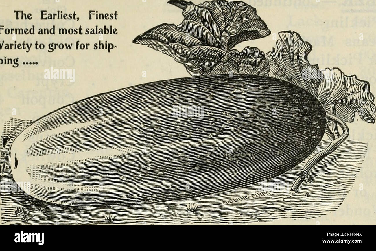 Buist S Wholesale Trade Prices Of Garden Seeds Nurseries Horticulture Pennsylvania Philadelphia Catalogs Vegetables Seeds Catalogs Flowers