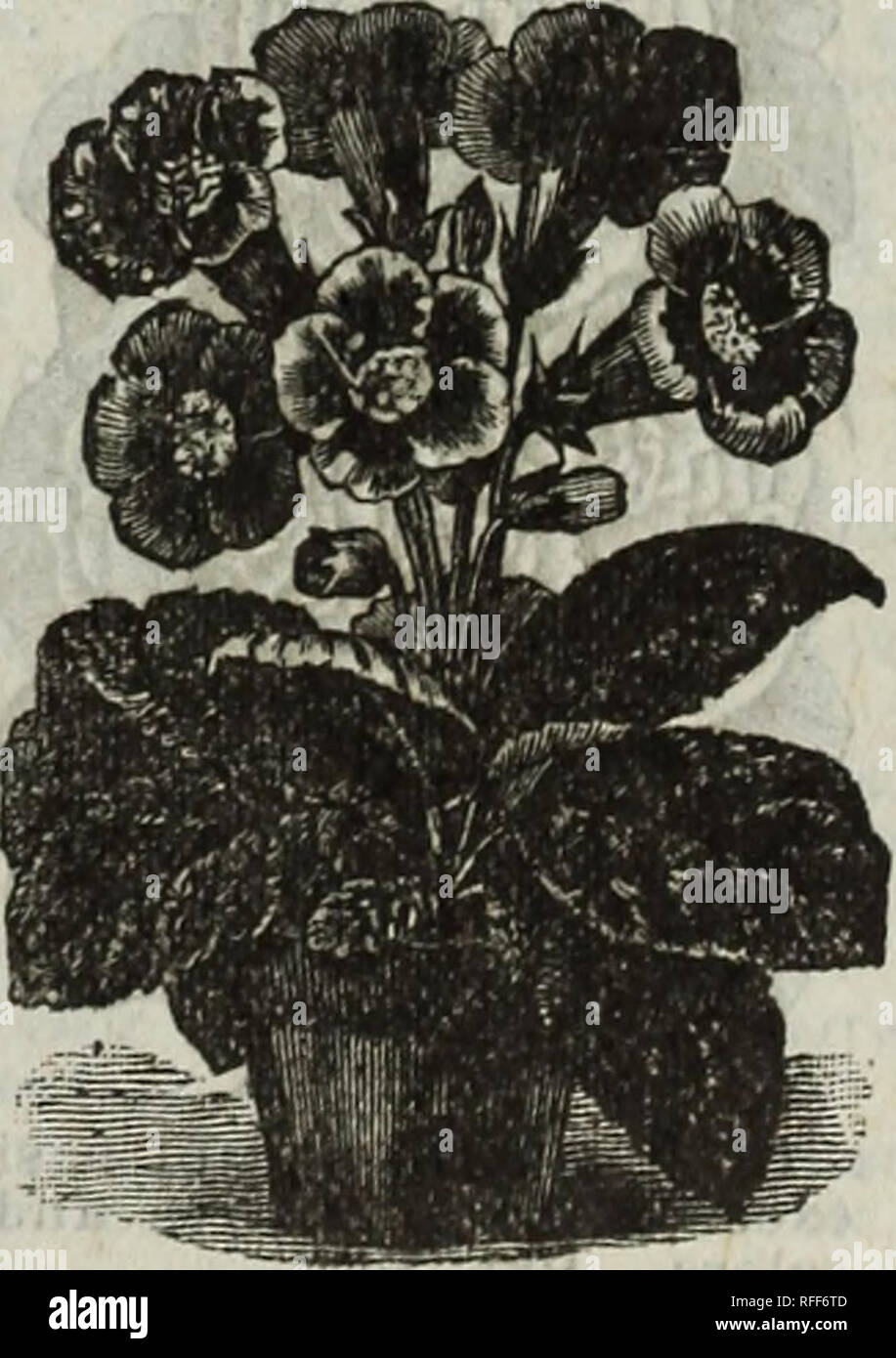 . 1902 vegetables, flowers, grains &amp; fruits : 22nd annual catalogue / Ford Seed Co.. Nursery stock Ohio Catalogs; Vegetables Seeds Catalogs; Flowers Seeds Catalogs; Fruit Catalogs. DIANTIIUS OR PINKS. H. A. 91. Double Chi- nese Mixed. Extra choice. Pkt. 3c. 9'2. Heddewigrii. Japan Pink. Flowers large, double, finely col- ored and fringed. Pkt. 3c. 93. Laciuiatus. Double, fringed, fine mixture. Pkt. 3c. 94. Snowball. Pur- est white flowers of im- mense size, very double, delicately fringed. Pkt. 5c. ESCHOLTZIA. 95. Mixed. (Cali- fornia Poppy.) H. A. Large saucer shaped flowers of striking b Stock Photo
