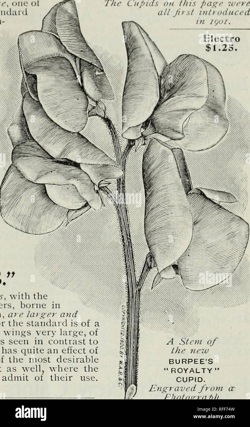 . Burpee's seeds that grow for 1902 : wholesale catalogue for seedsmen and dealers only who buy to sell again. Nursery stock Pennsylvania Philadelphia Catalogs; Vegetables Seeds Catalogs; Flowers Seeds Catalogs; Plants, Ornamental Catalogs. BURPEE'S FLiOWER SEEDS. 49 New Dwarf CUPID Sweet Pea—Burpee's &quot;ROYALTY, make This beautiful new Cupid resembles the tall Royal Rose, one the very finest self-colored pinks, but the very broad standard in even larger flower, while the coloring is con- siderably deeper and richer in tone,—hence ^ the new name &quot; Rovai.tv.&quot; The (lowers are of ext Stock Photo
