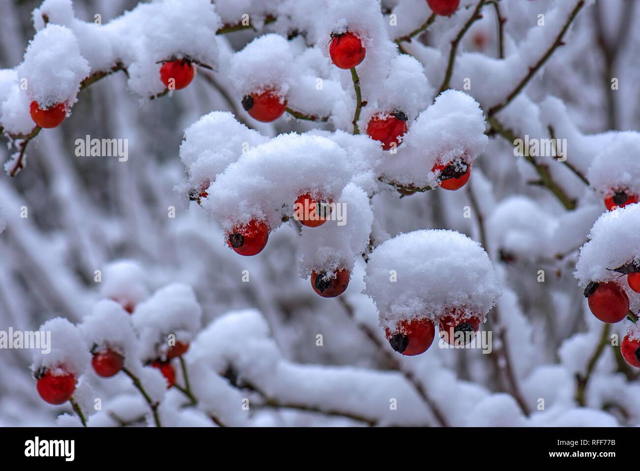 Snowy rose bush with red rose hips in winter, Bavaria, Germany Stock Photo