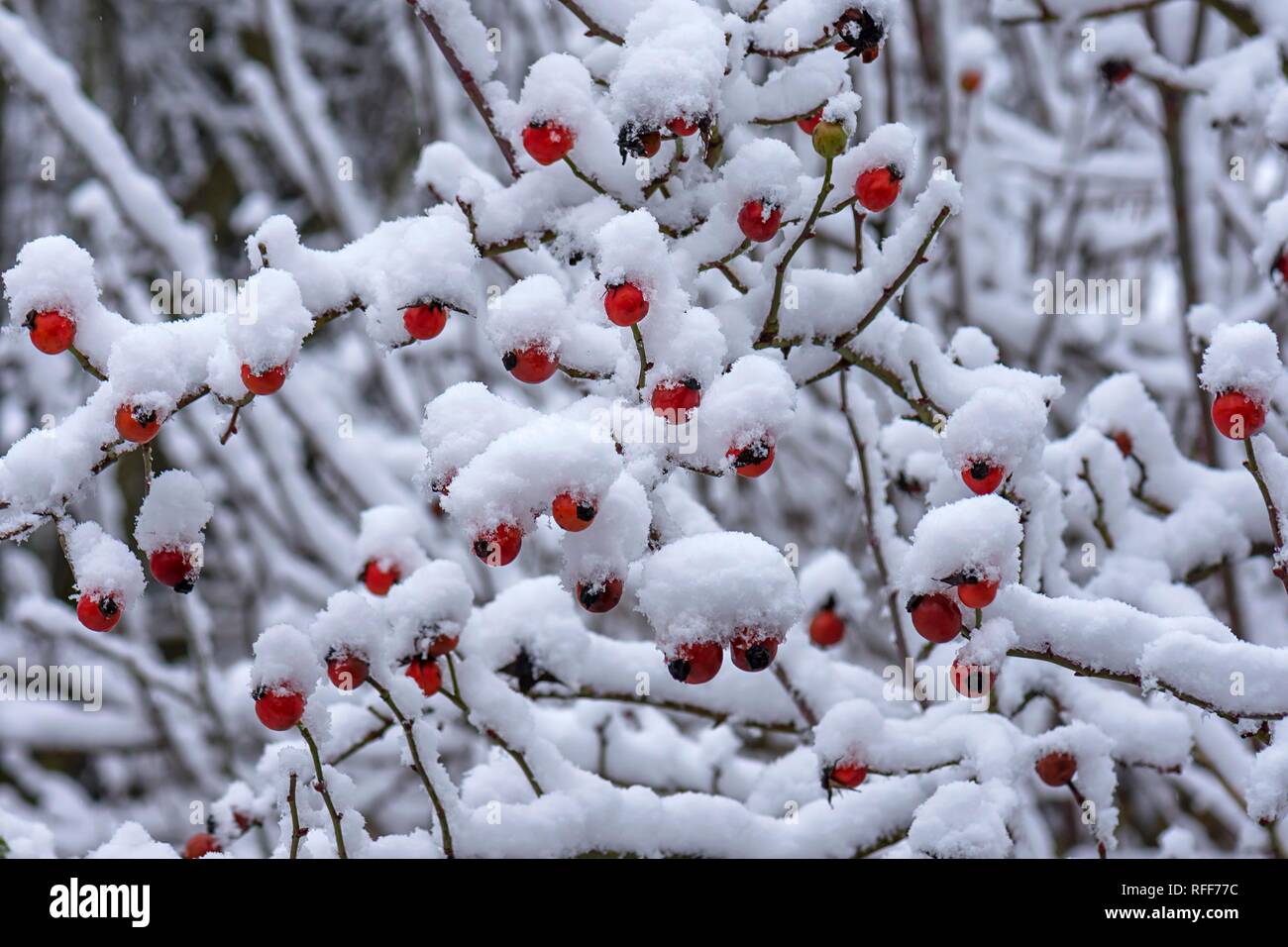 Snowy rose bush with red rose hips in winter, Bavaria, Germany Stock Photo